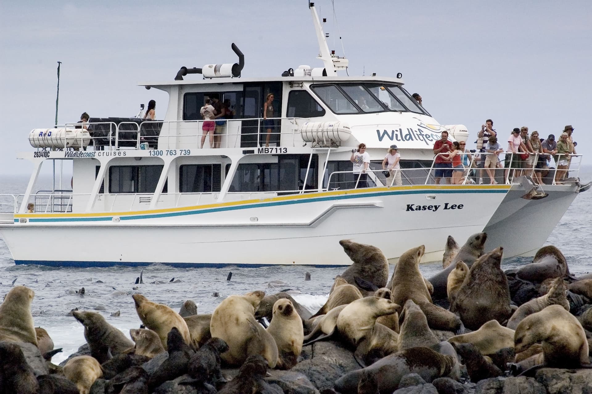Phillip Island Seal Watching Cruise - تصویر 3