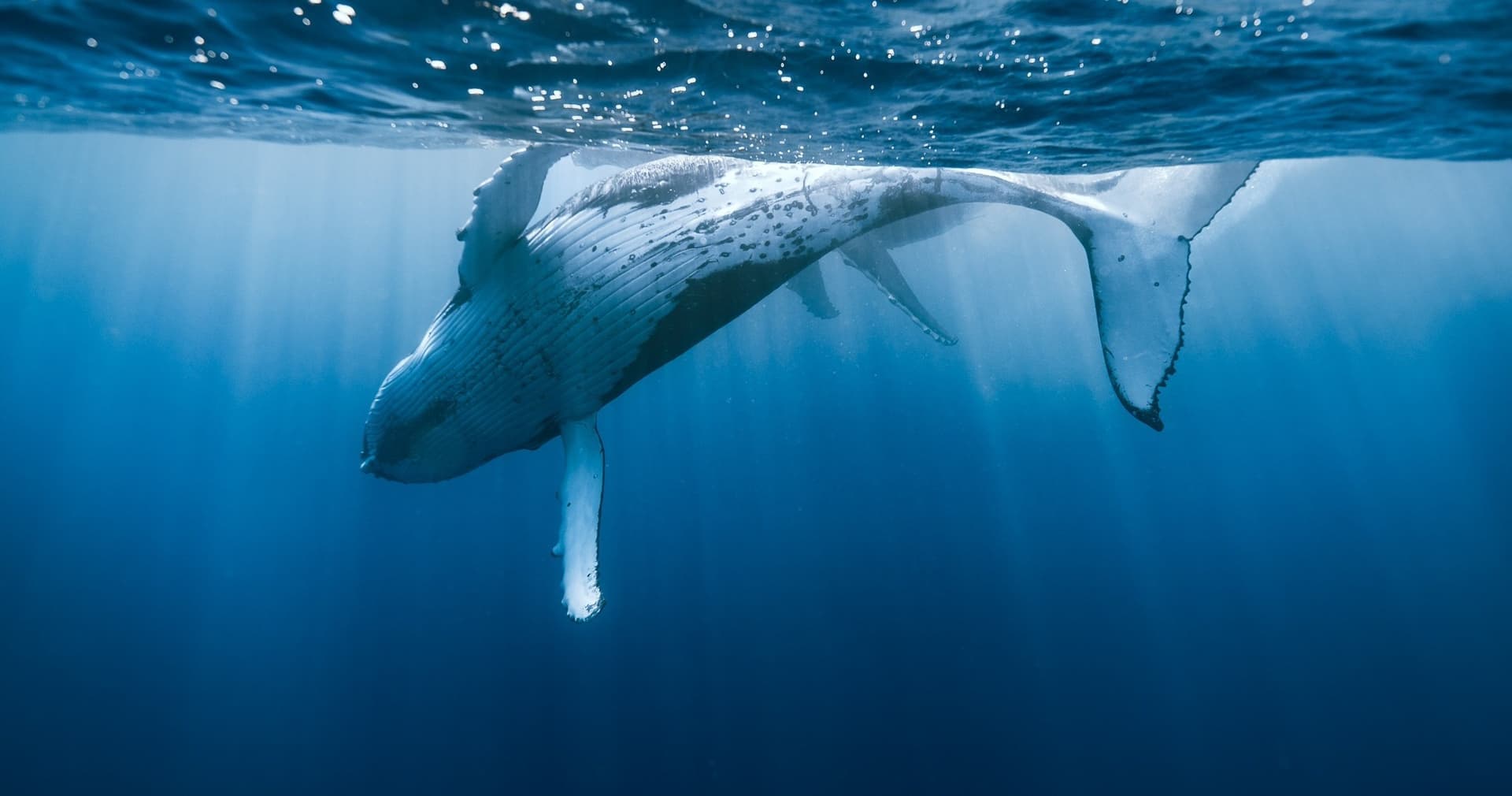 Waikiki Private Whale Watching Cruise - تصویر 2