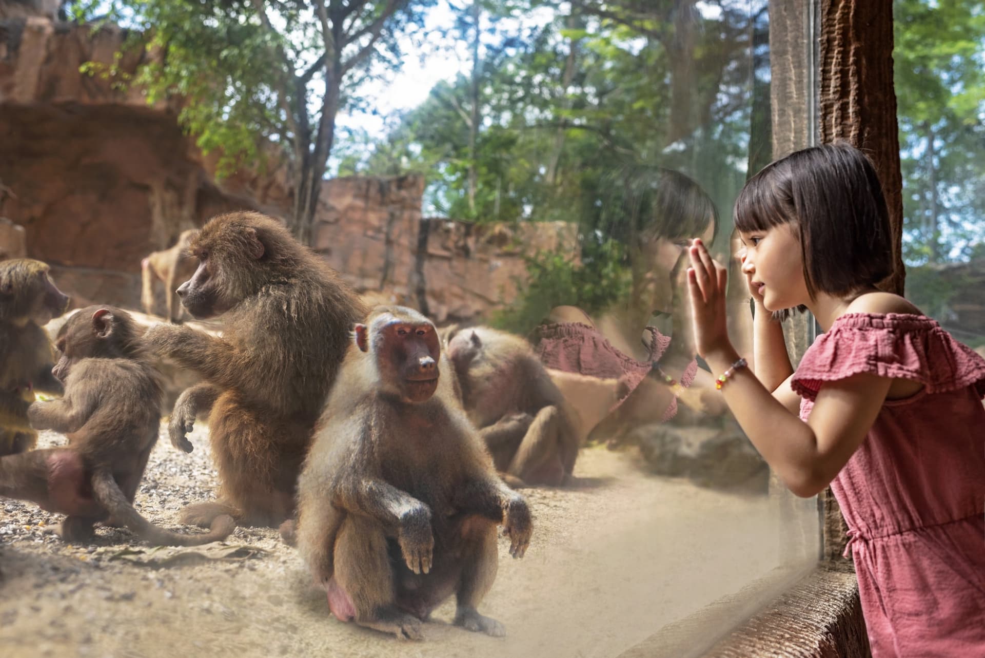 COMBO: Singapore Zoo + River Wonders Ticket - تصویر 8