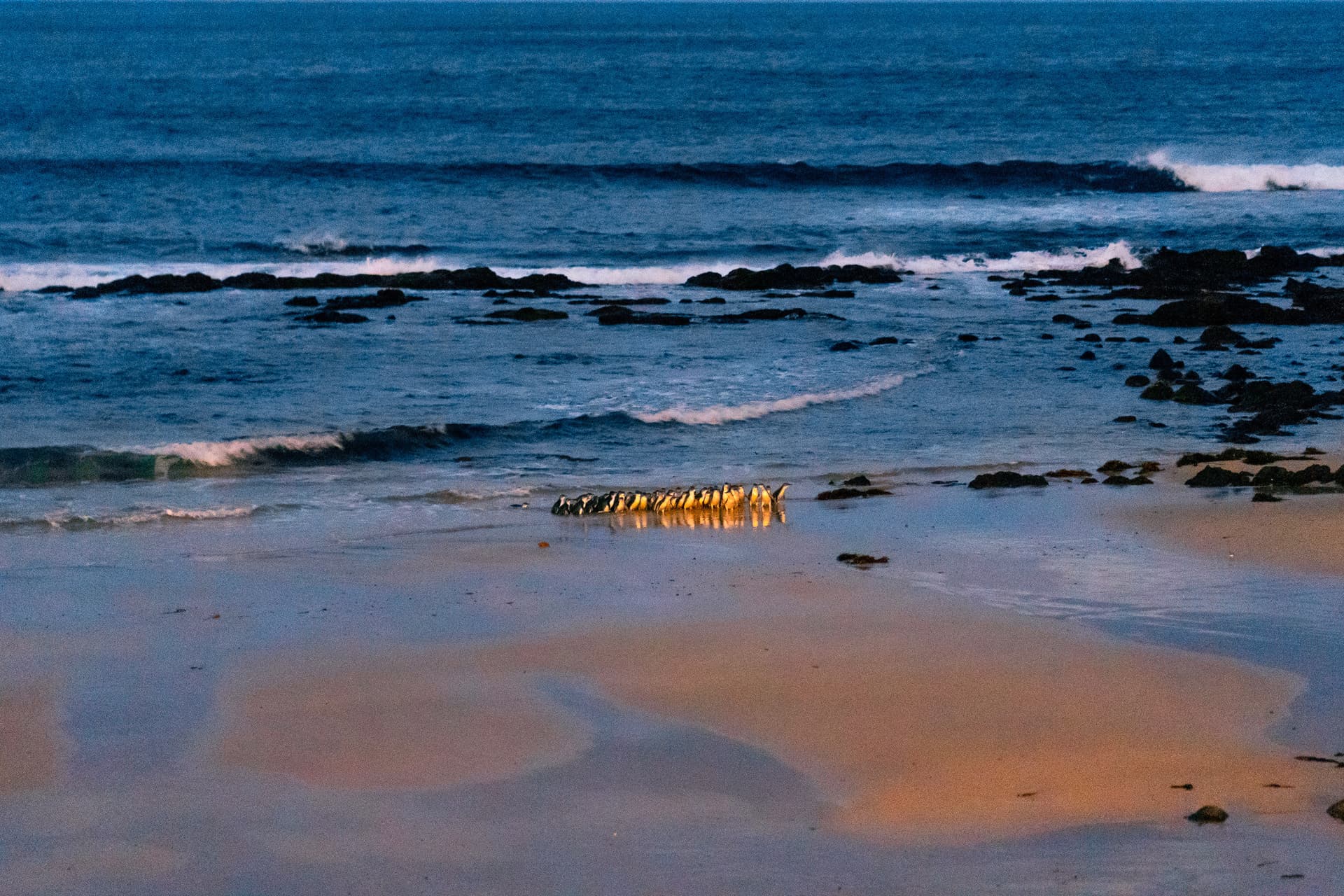 Phillip Island Nature Parks - Penguin Parade Ticket - تصویر 13
