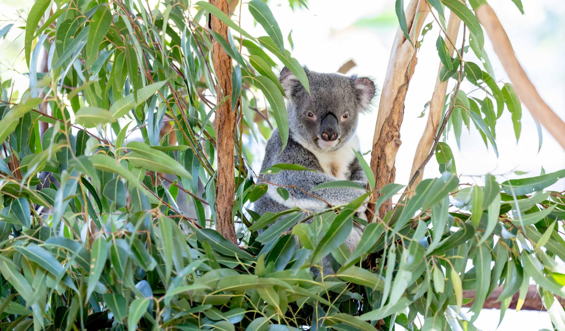 Lone Pine Koala Sanctuary Entry Ticket with Cruise from Brisbane City - تصویر 6