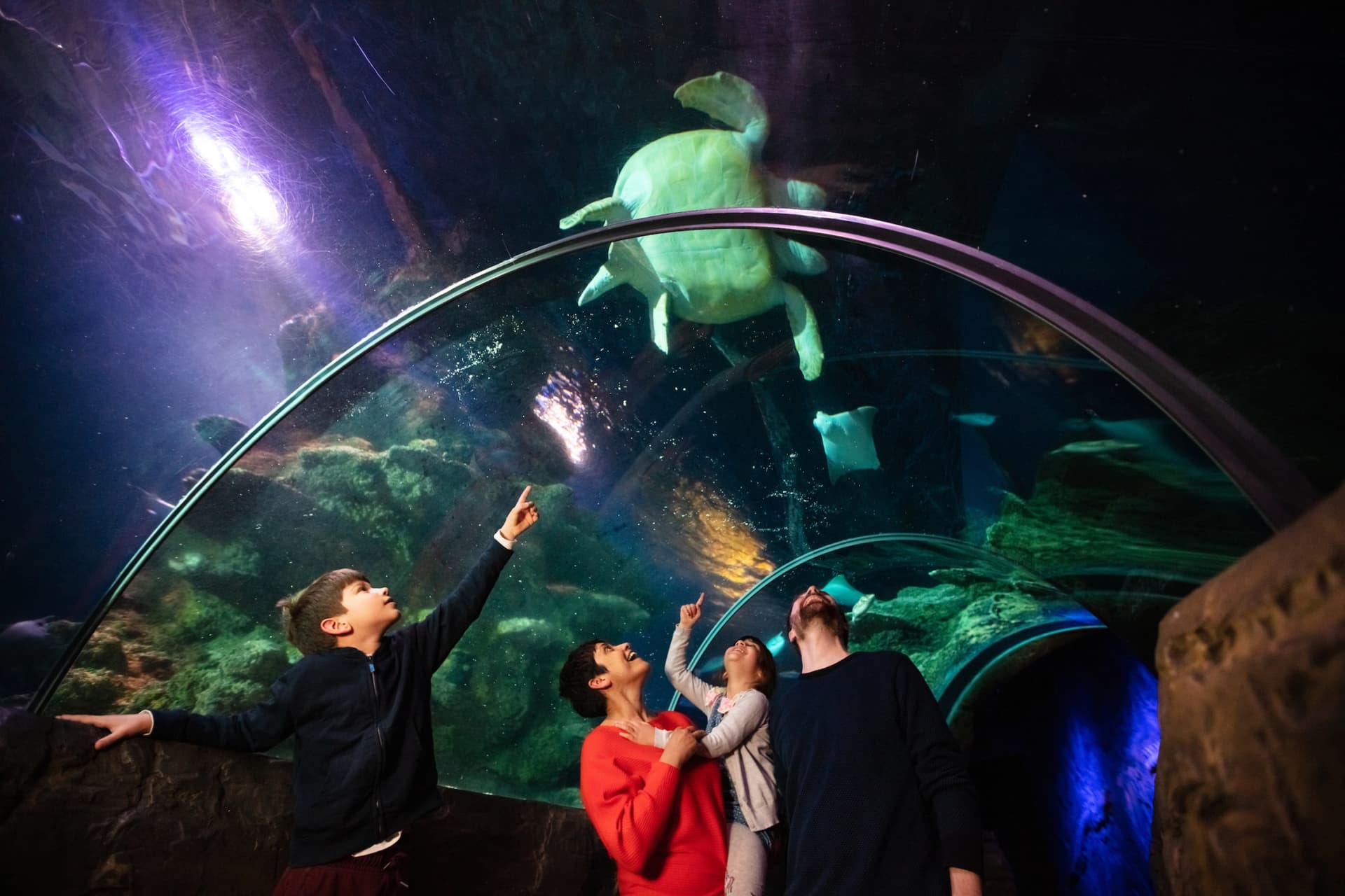SEA LIFE London Aquarium Ticket - تصویر 2