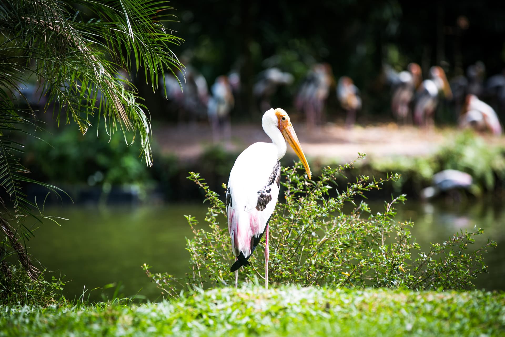 Zoo Negara Malaysia & Panda Conservation Centre Ticket - تصویر 13