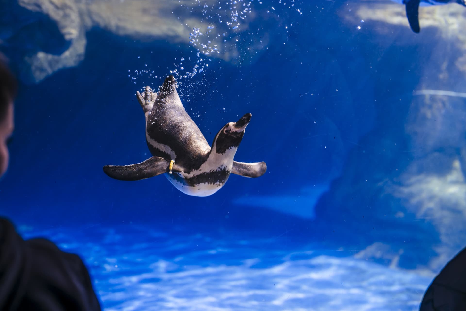 Barcelona Aquarium Ticket - تصویر 6