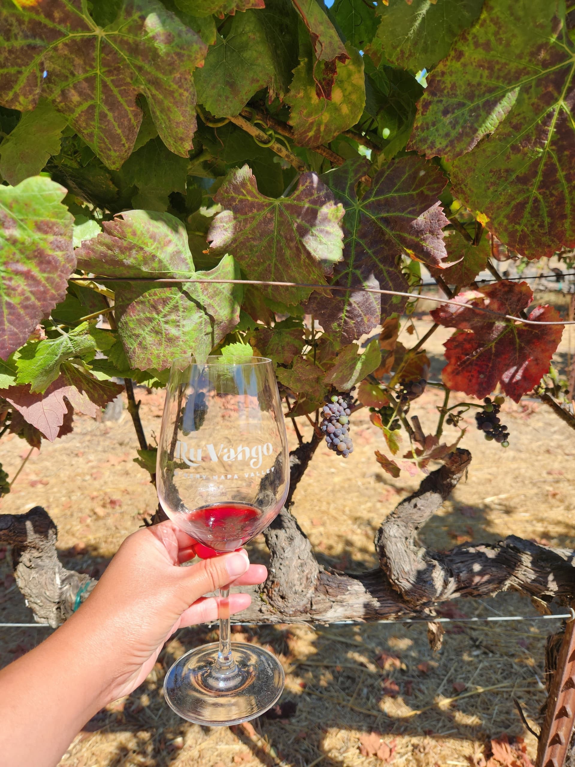 Napa and Sonoma Valley Wine Tasting Tour from San Francisco - تصویر اصلی