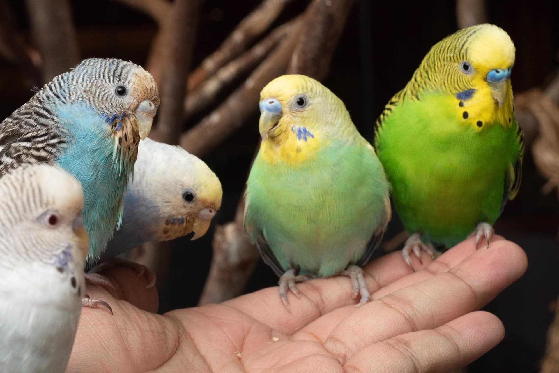 Just Farm Indoor Zoo Kuala Lumpur  (Previously Known As Just Pets Megastore) - تصویر 14