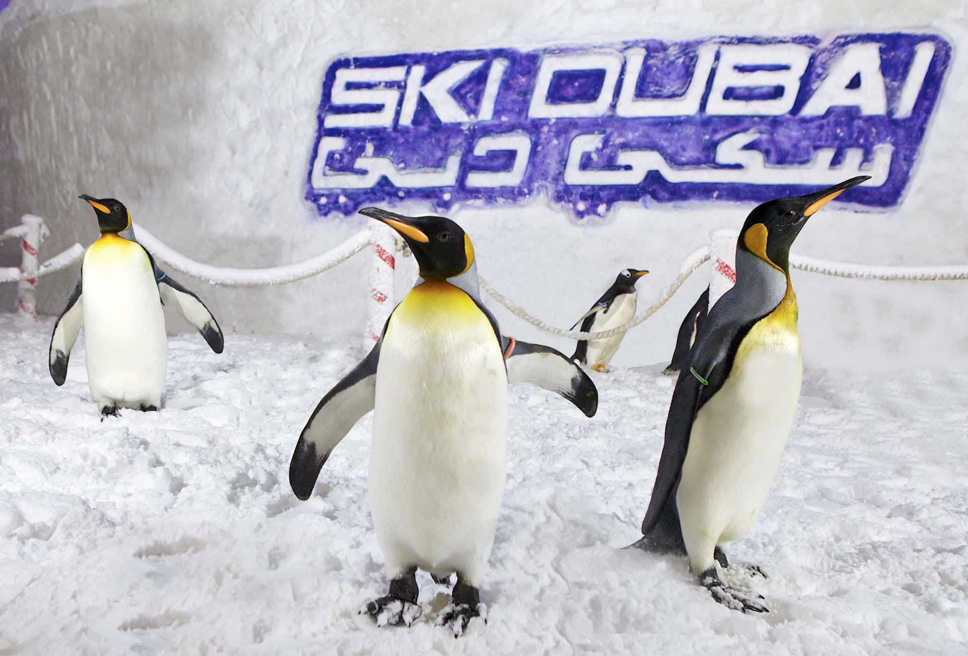 Go City Dubai All-Inclusive Pass: Save up to 50% on Attractions - تصویر 5
