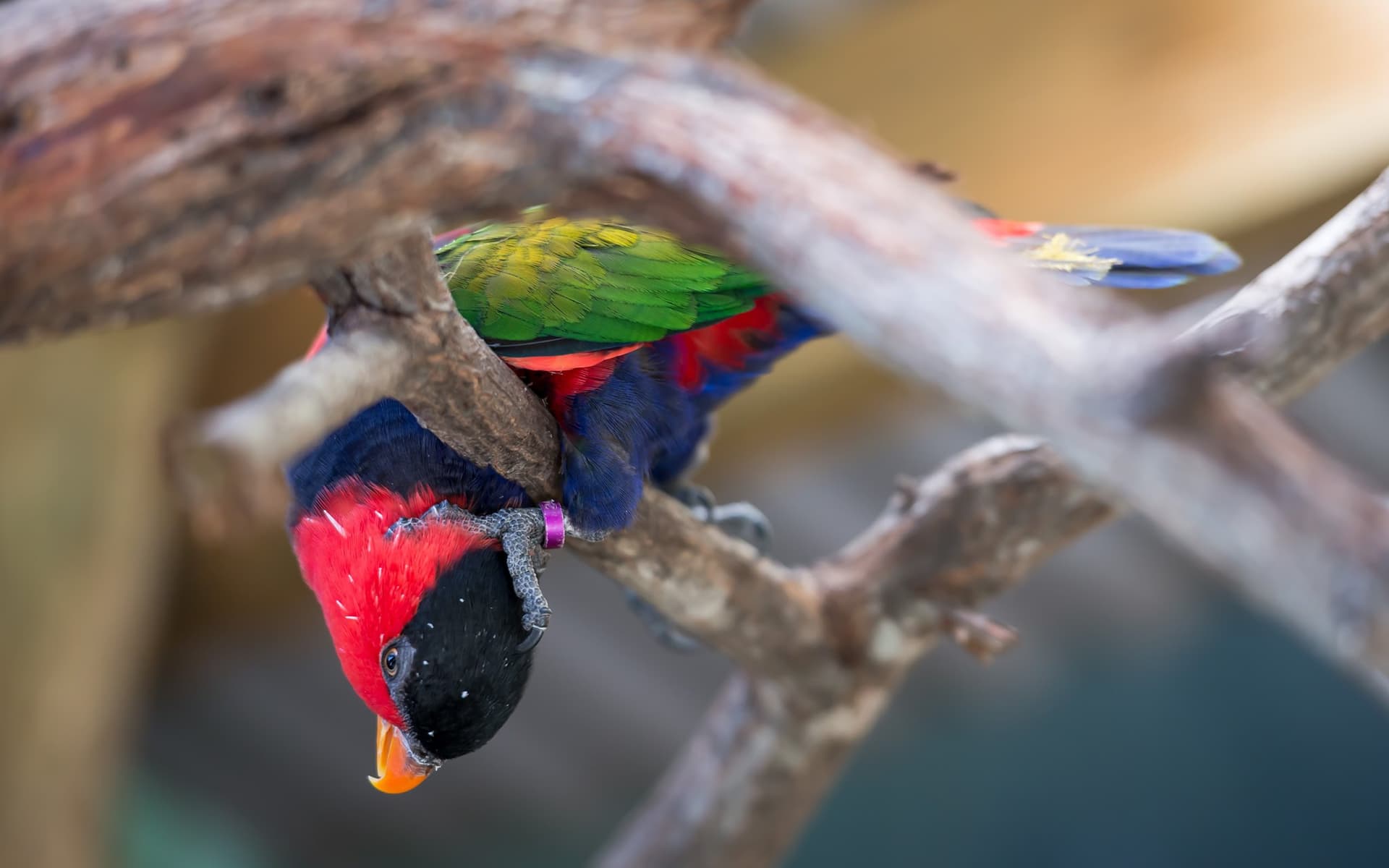 Birdworld Kuranda - تصویر 3
