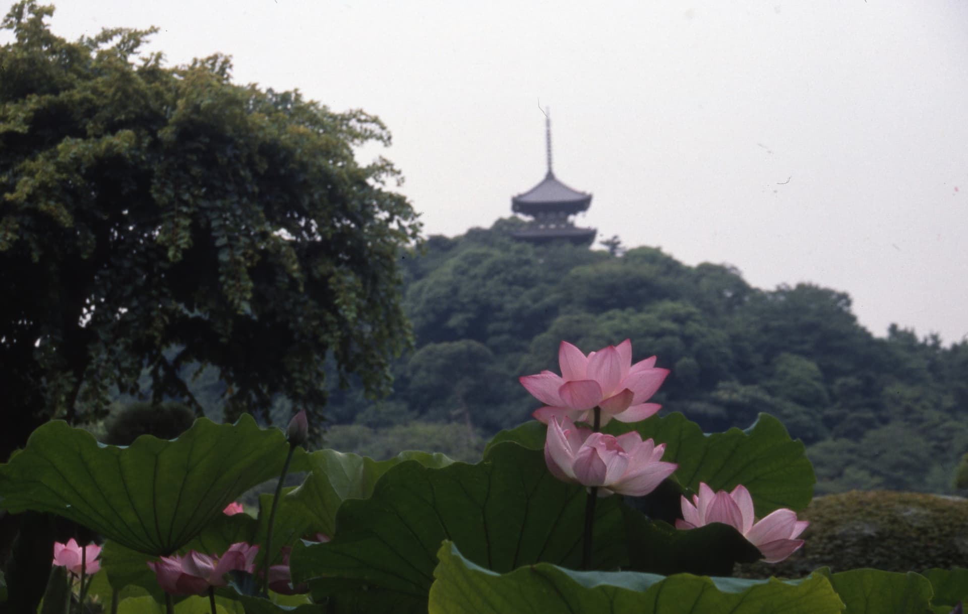 Sankeien Garden Ticket - تصویر اصلی