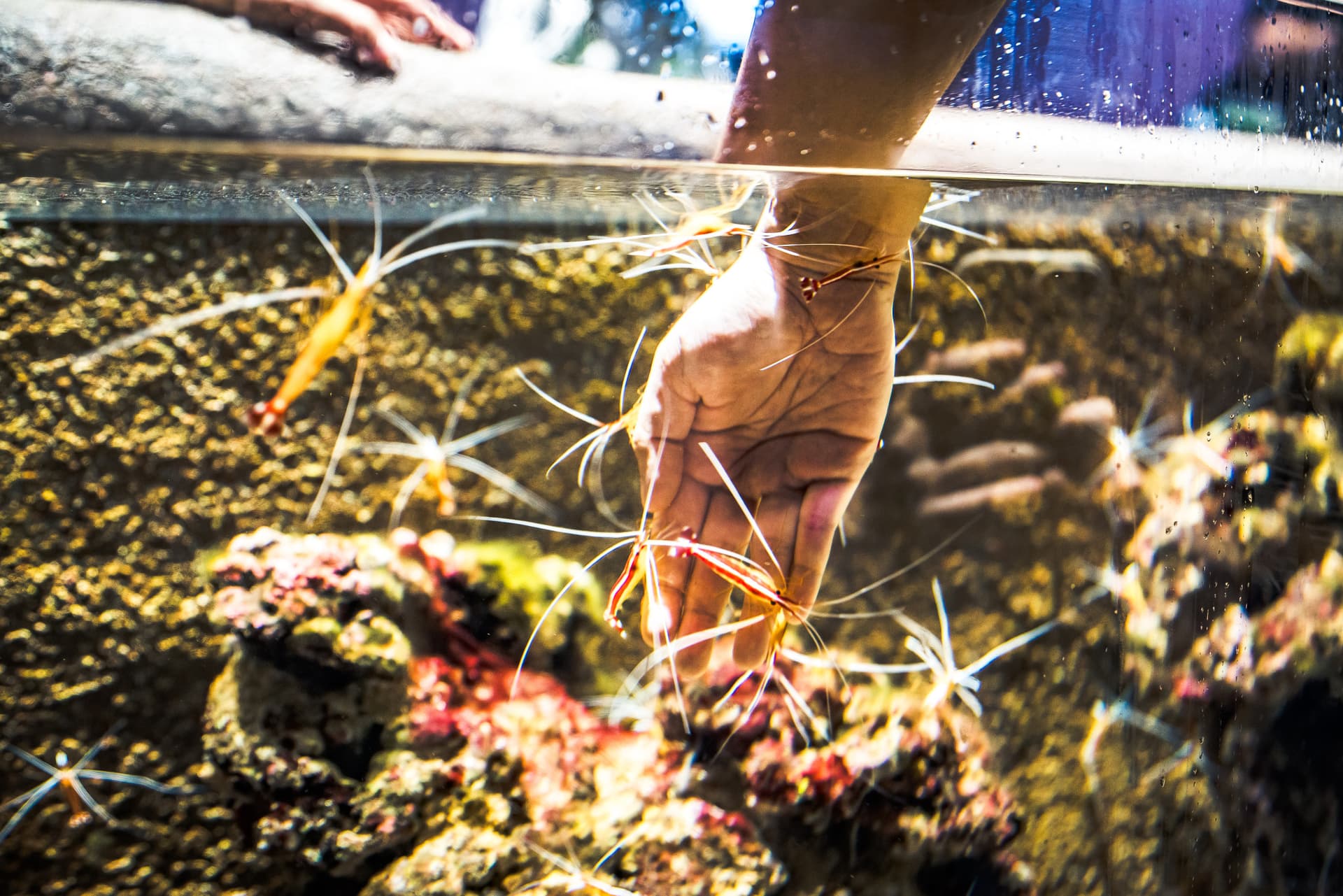 Singapore Oceanarium Ticket - تصویر 12
