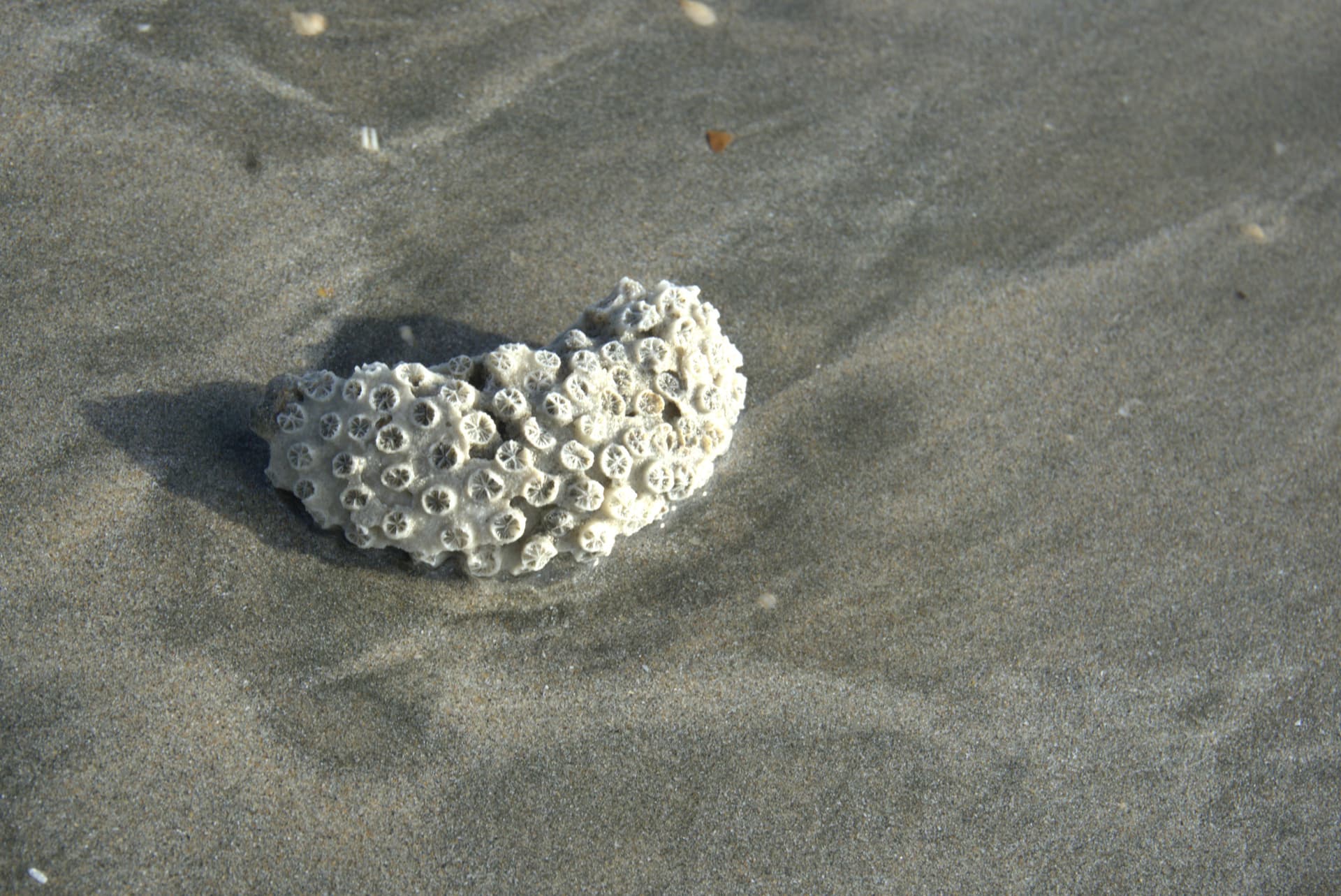 Desaru Beach and Tide Pool Walk - تصویر 21