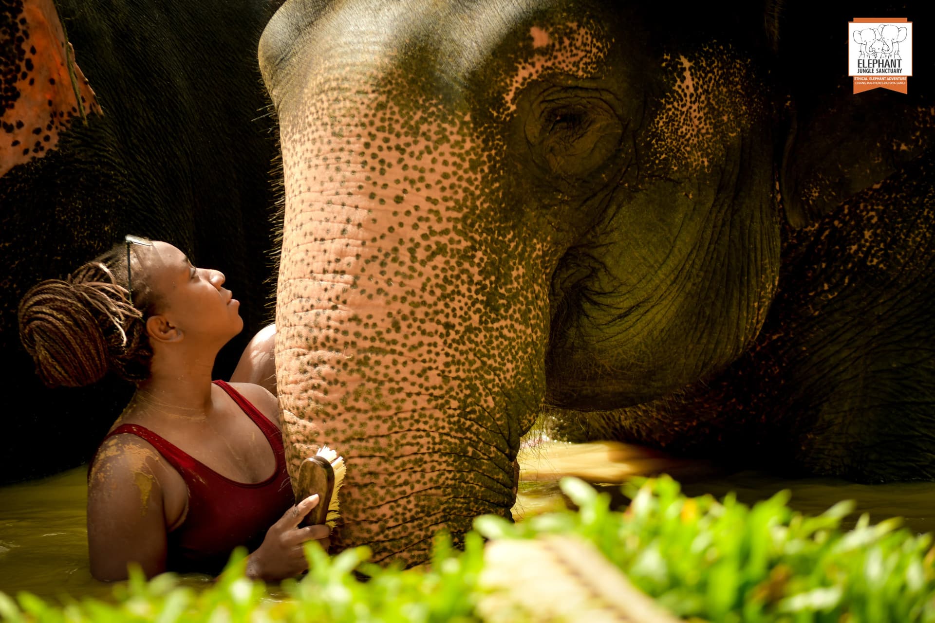 Elephant Jungle Sanctuary Phuket - تصویر 18