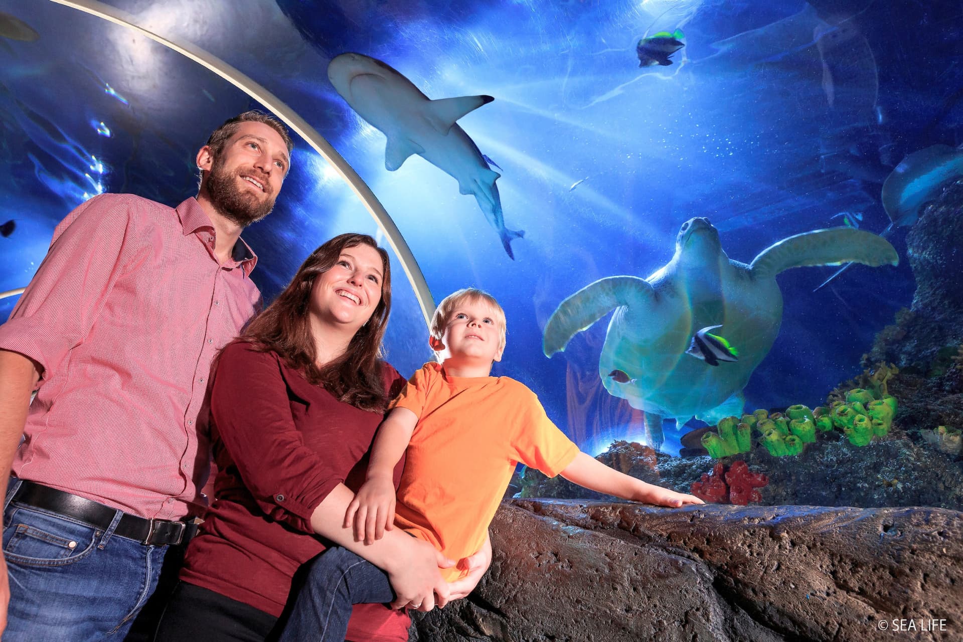 SEA LIFE Konstanz Aquarium Ticket - تصویر اصلی