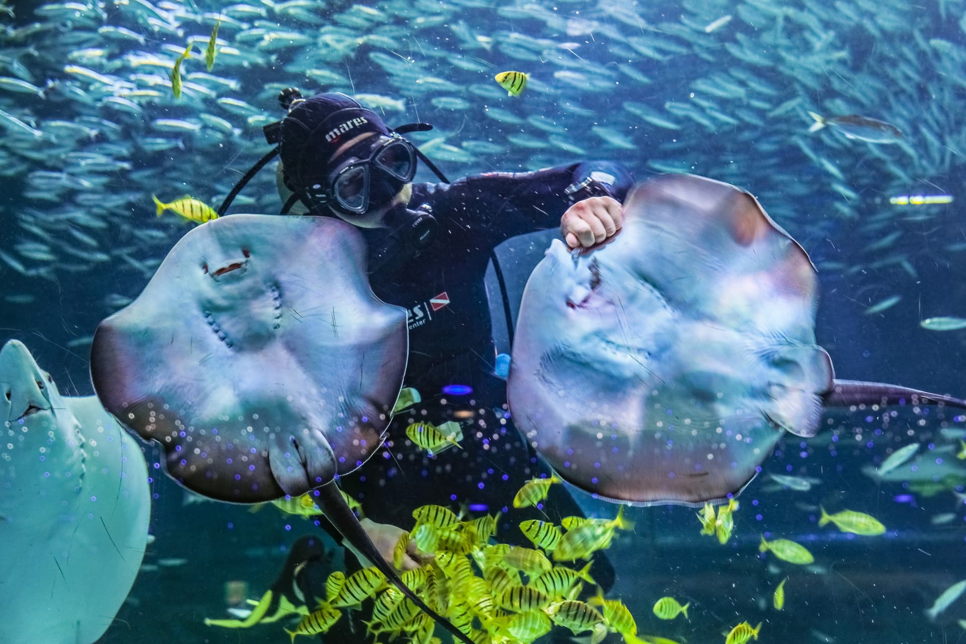 SEA LIFE COEX, Seoul Aquarium Ticket - تصویر 7