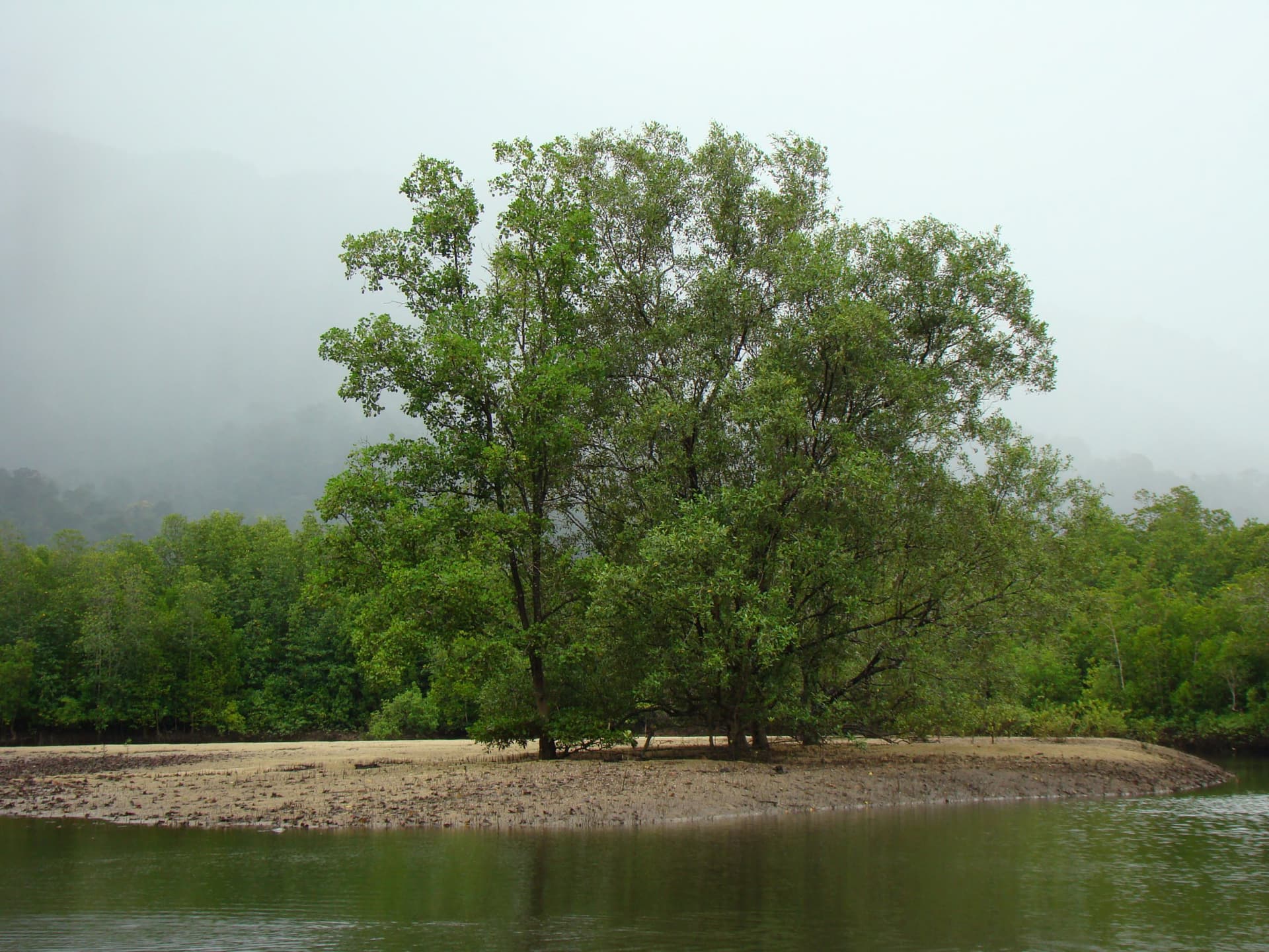 Langkawi Mangrove River Cruise and Snorkeling - تصویر 5
