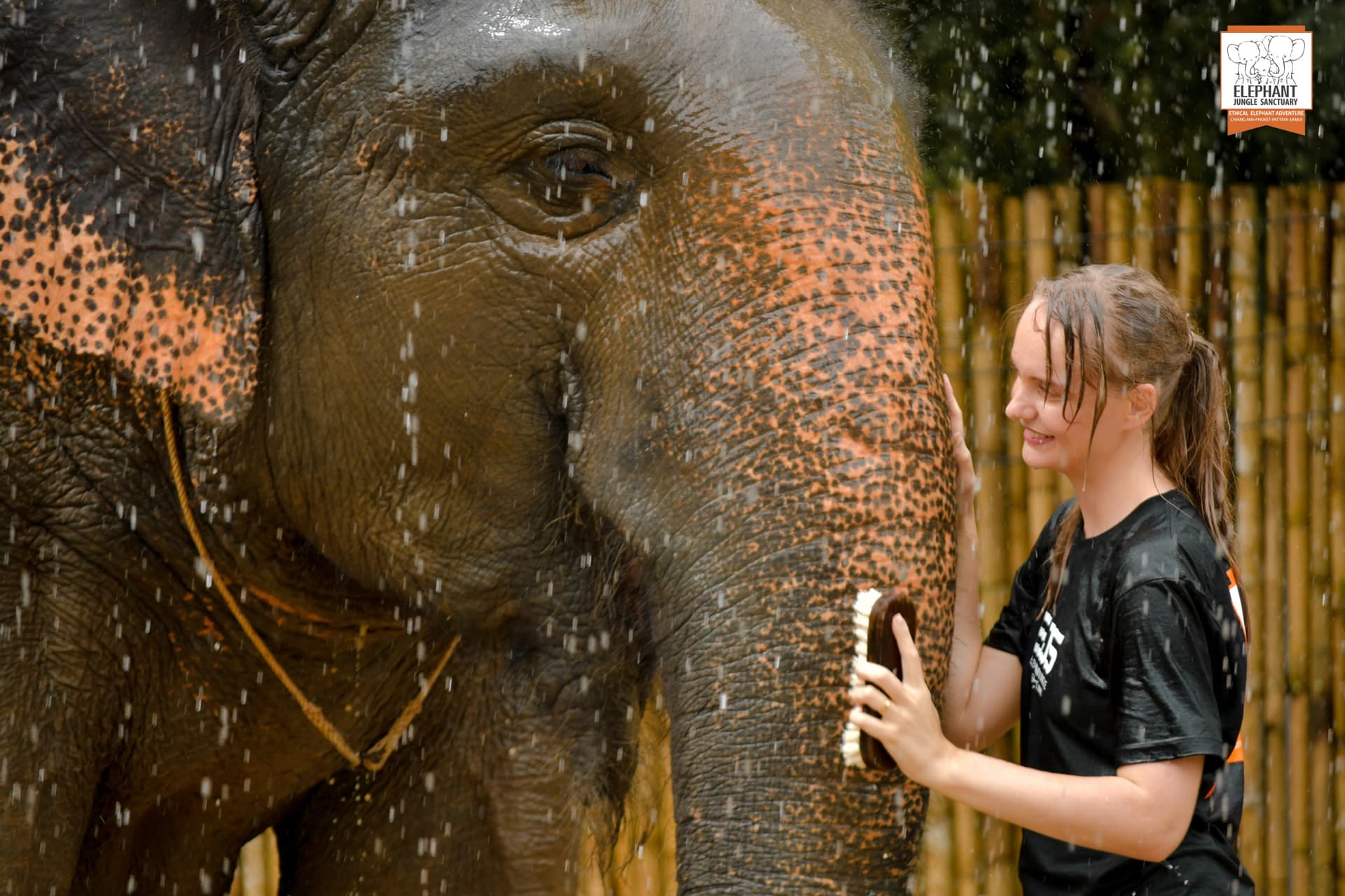 Elephant Jungle Sanctuary Phuket - تصویر 14