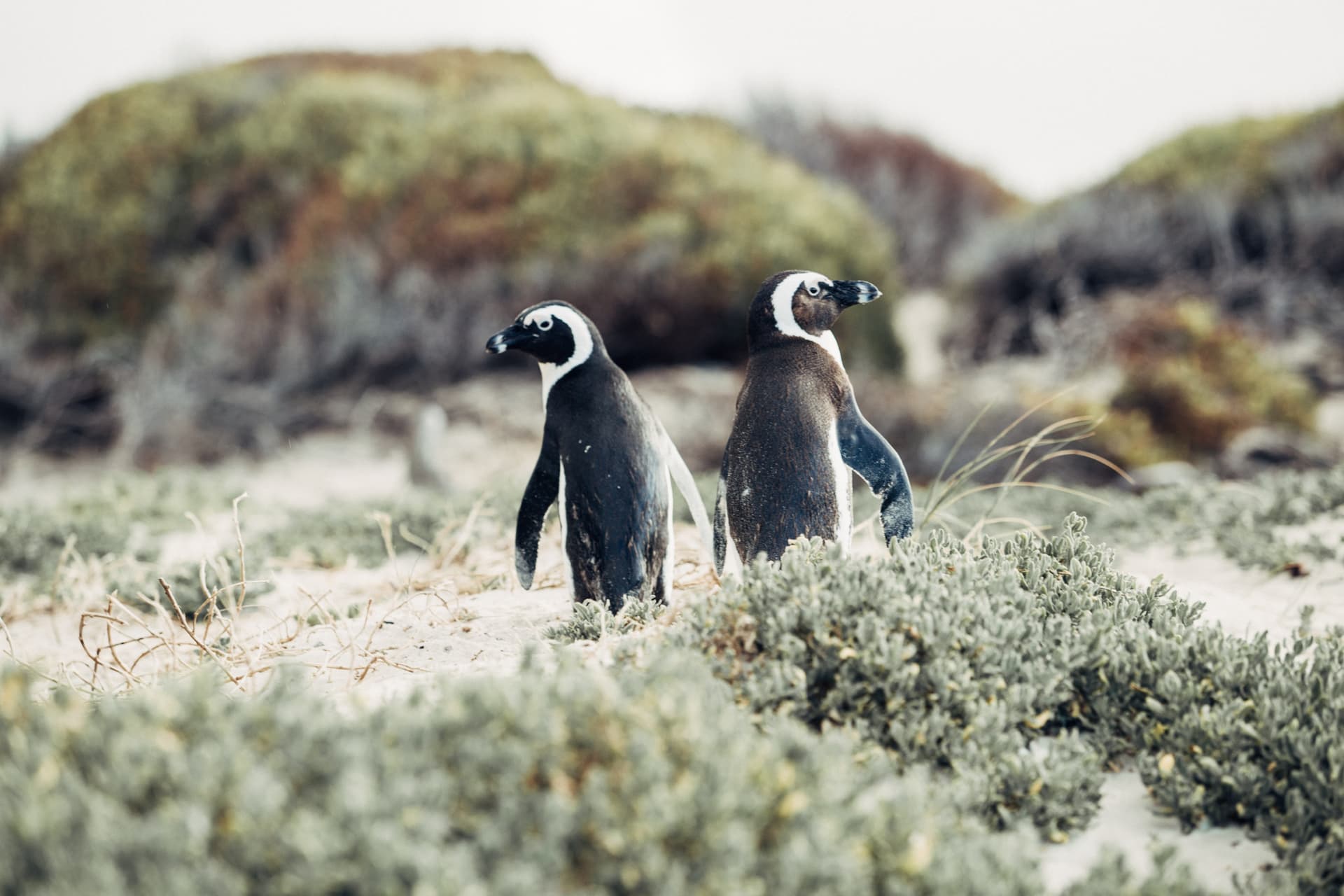 Phillip Island Nature Parks - Penguin Parade Ticket - تصویر 5