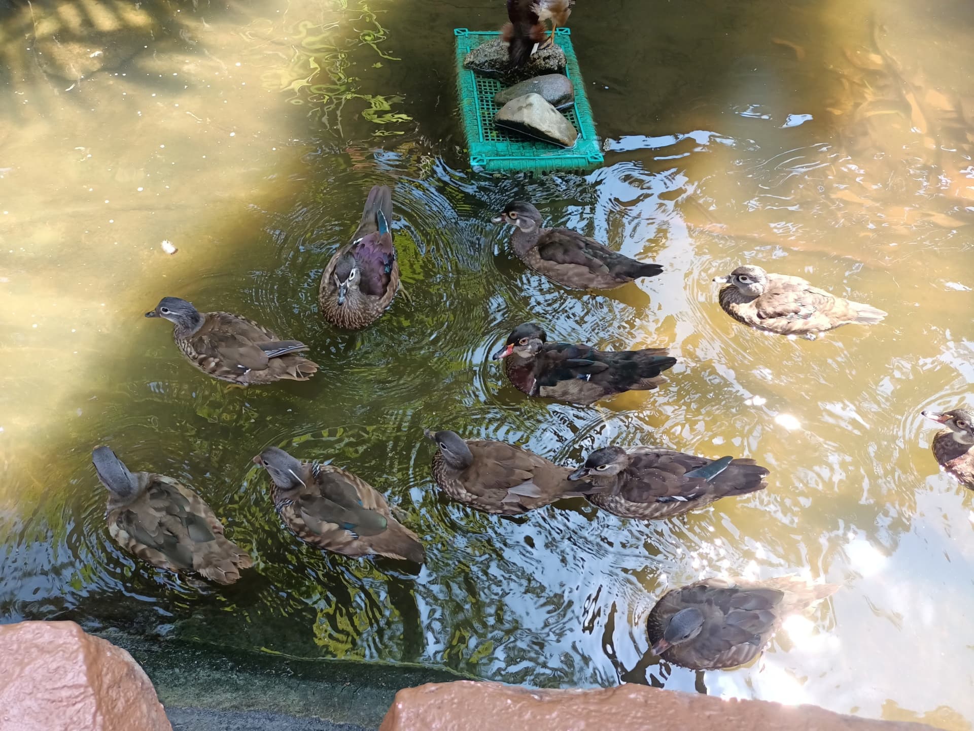 Langkawi Wildlife Park - تصویر 21