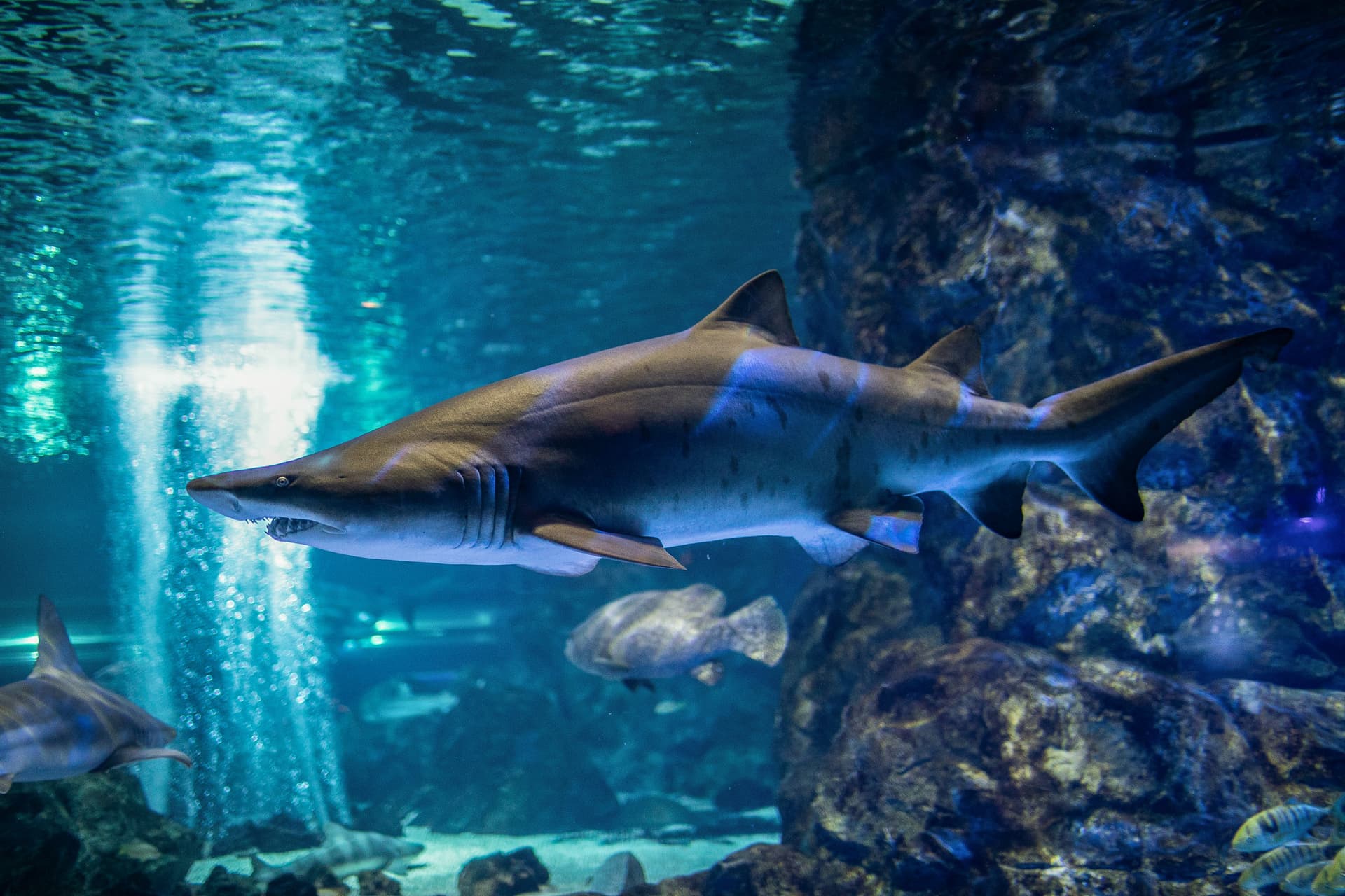 SEA LIFE COEX, Seoul Aquarium Ticket - تصویر 12