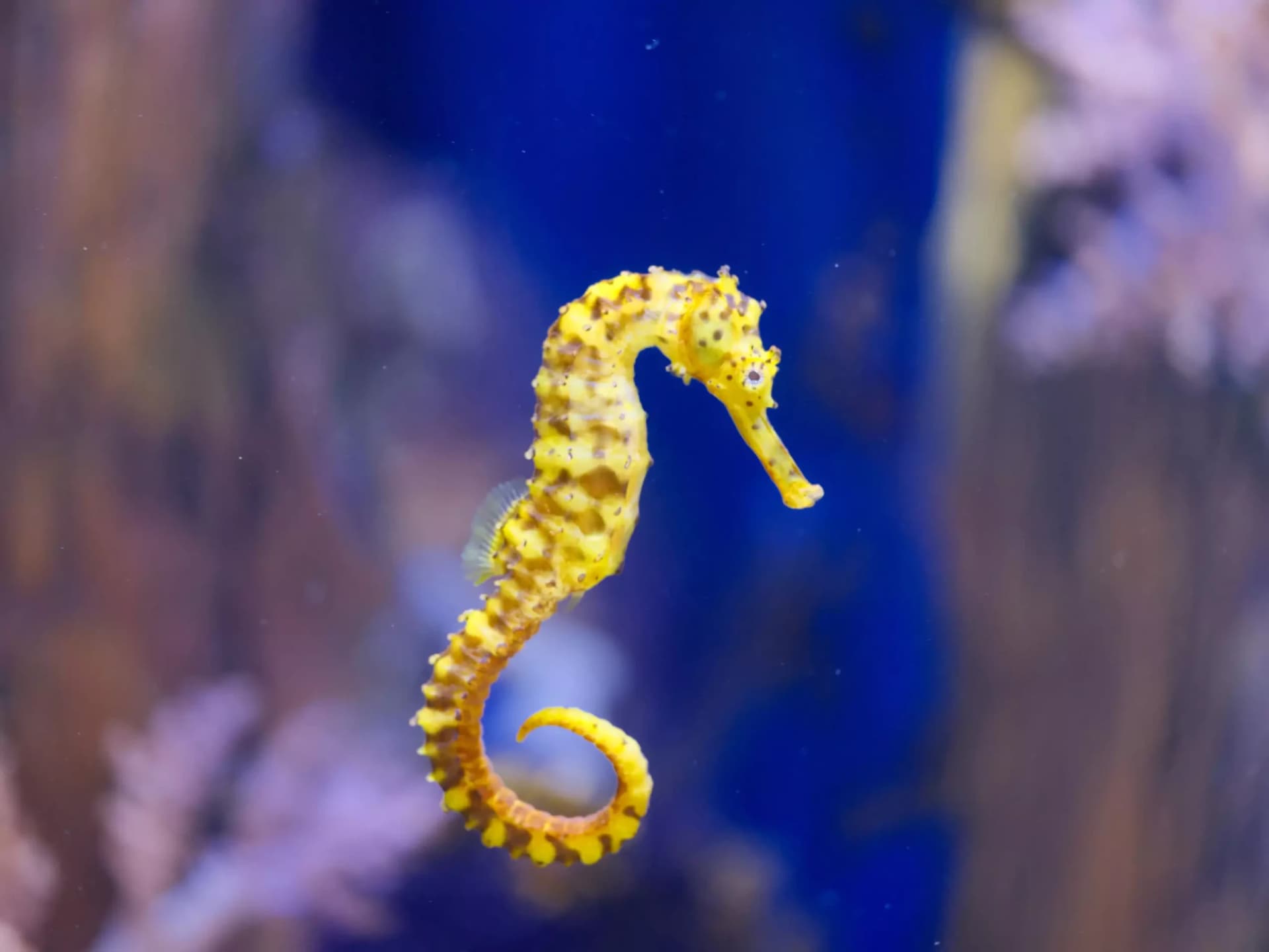 Marine Safari Bali Ticket - تصویر 6