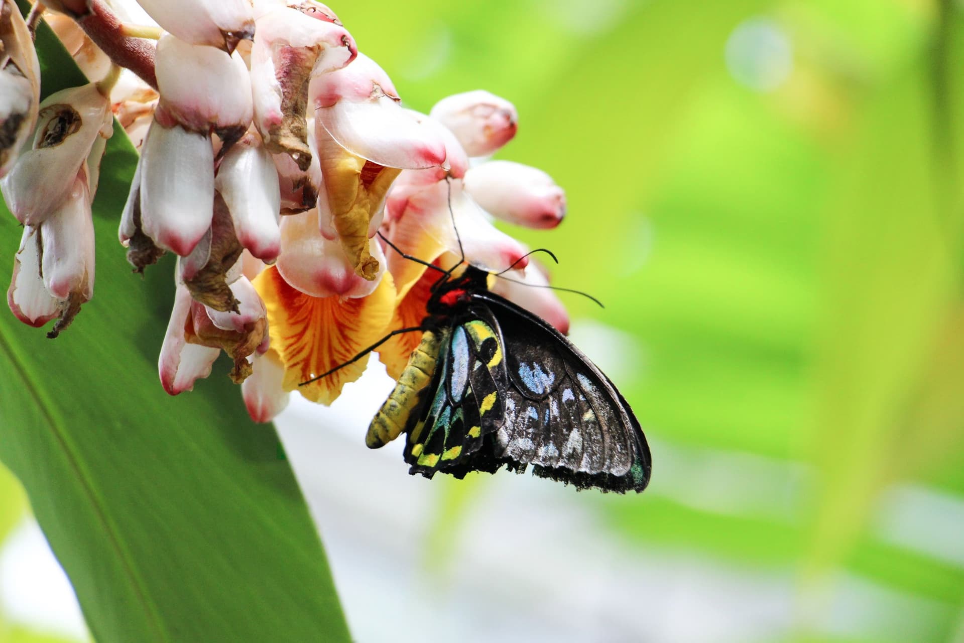 Australian Butterfly Sanctuary - تصویر 3