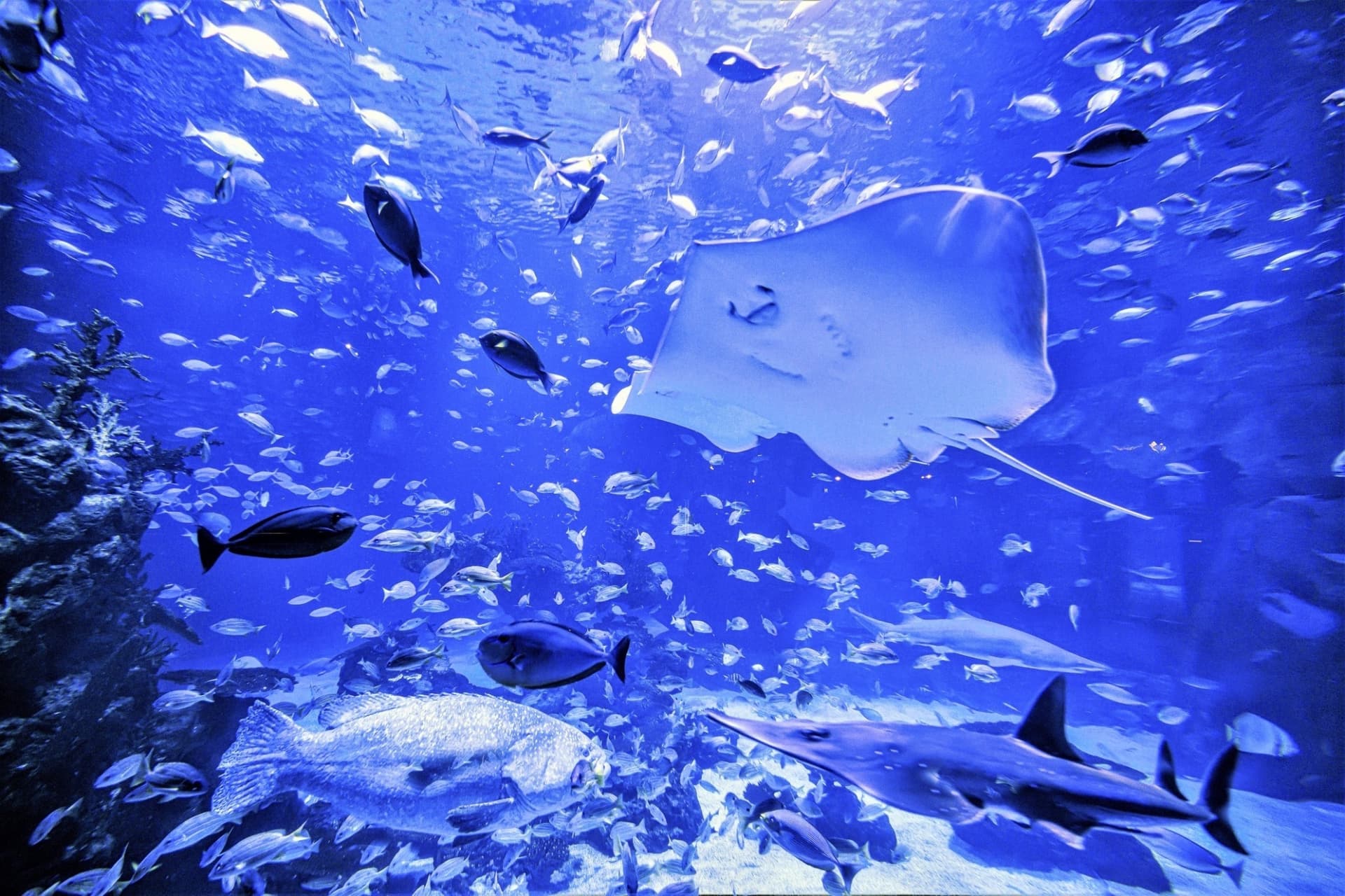 Aquaria Phuket - تصویر 23