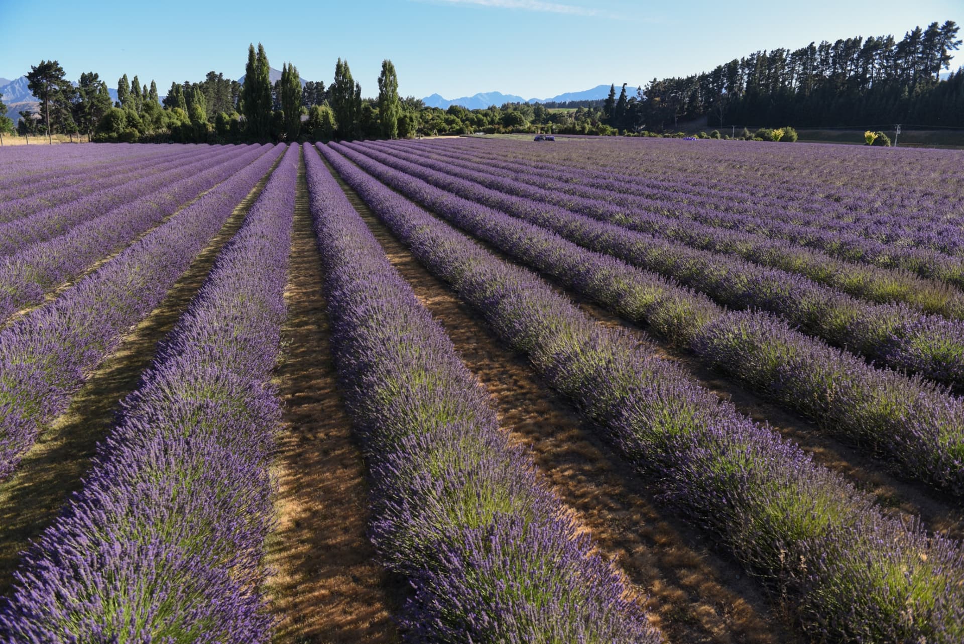 Wanaka Lavender Farm Ticket - تصویر 5