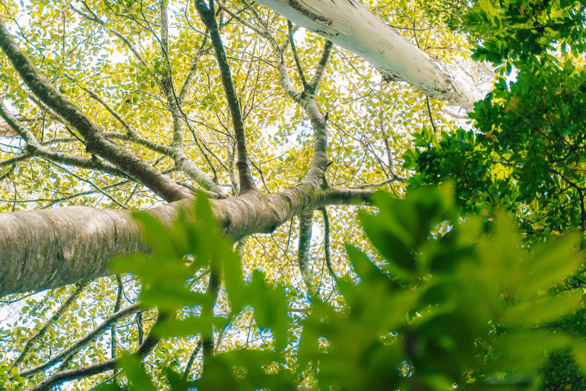 Tamborine Mountain Guided Walk and Wine Tasting Tour - تصویر 8