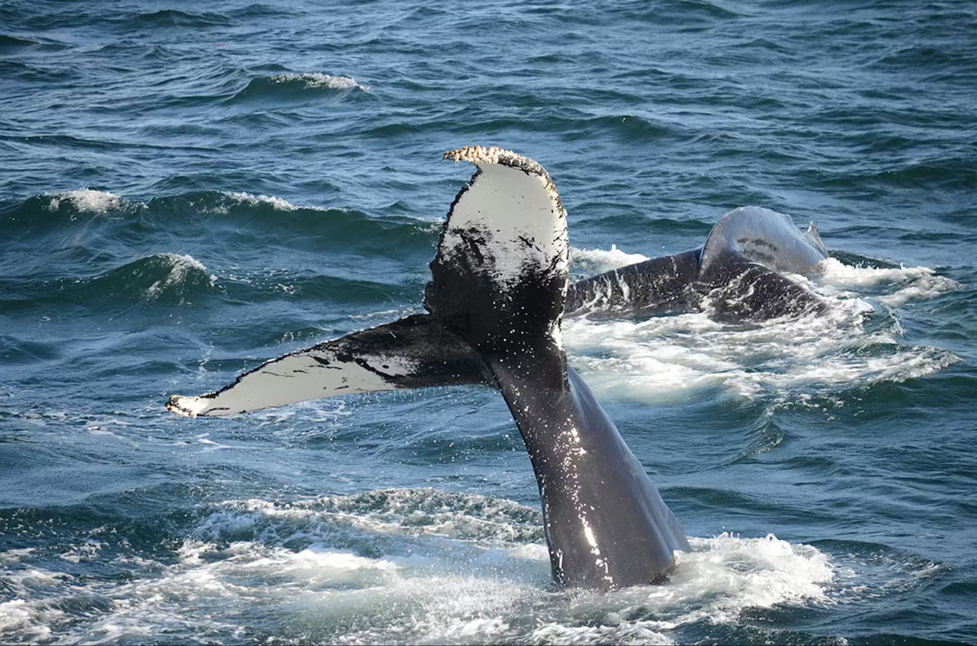 Boston Harbor Whale Watch Cruise - تصویر 4