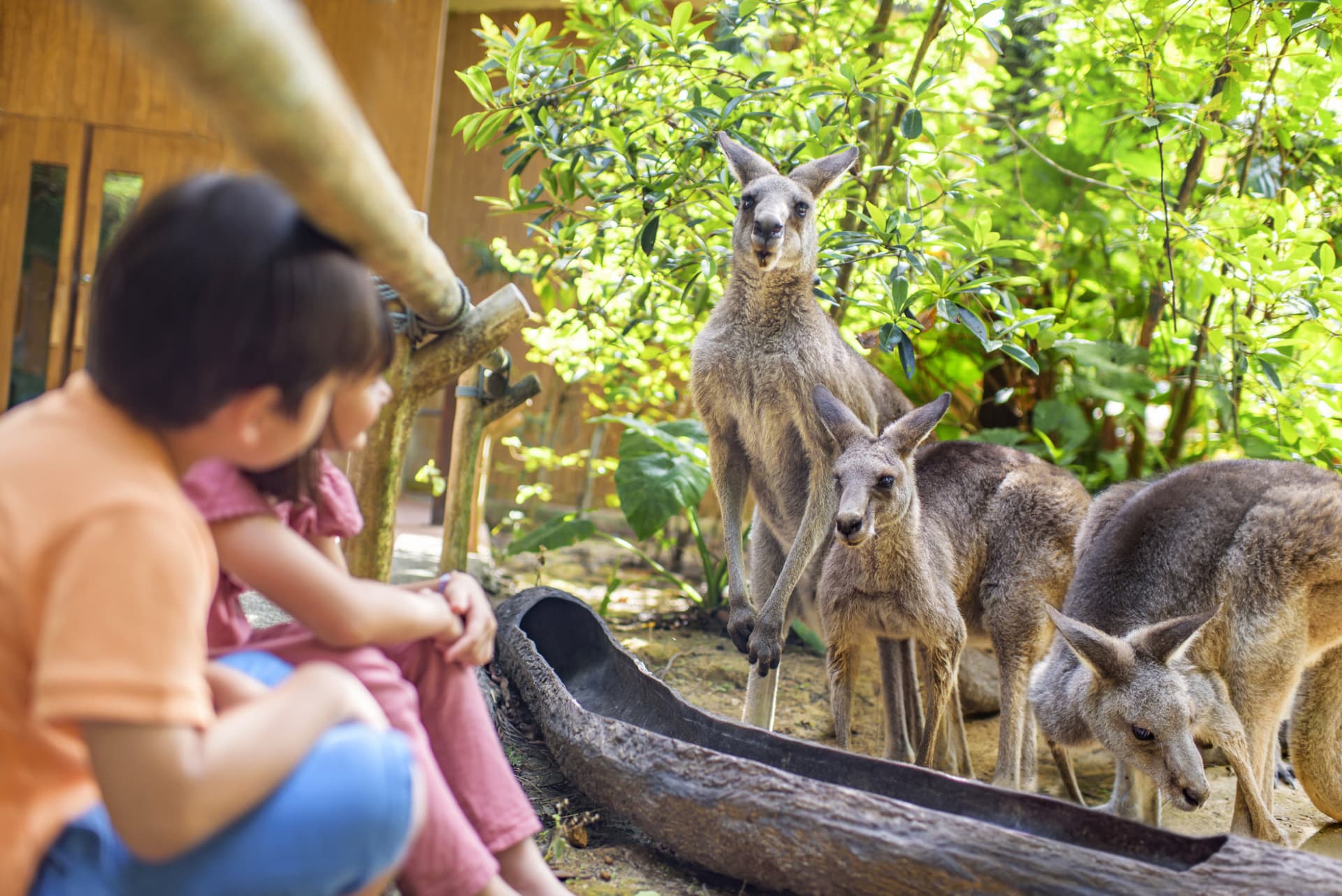 COMBO: Singapore Zoo + River Wonders Ticket - تصویر 3