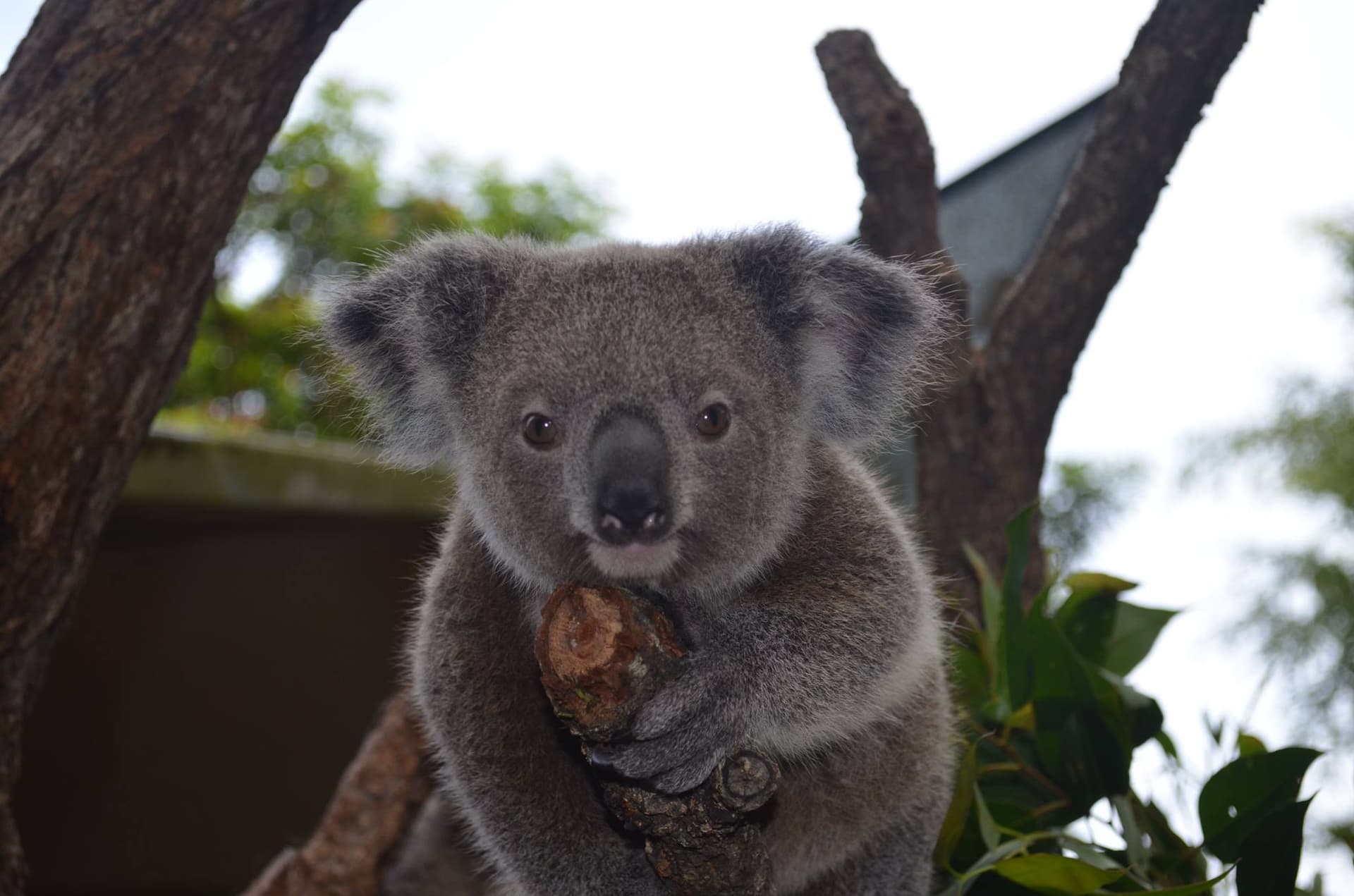 Kuranda Koala Gardens - تصویر اصلی