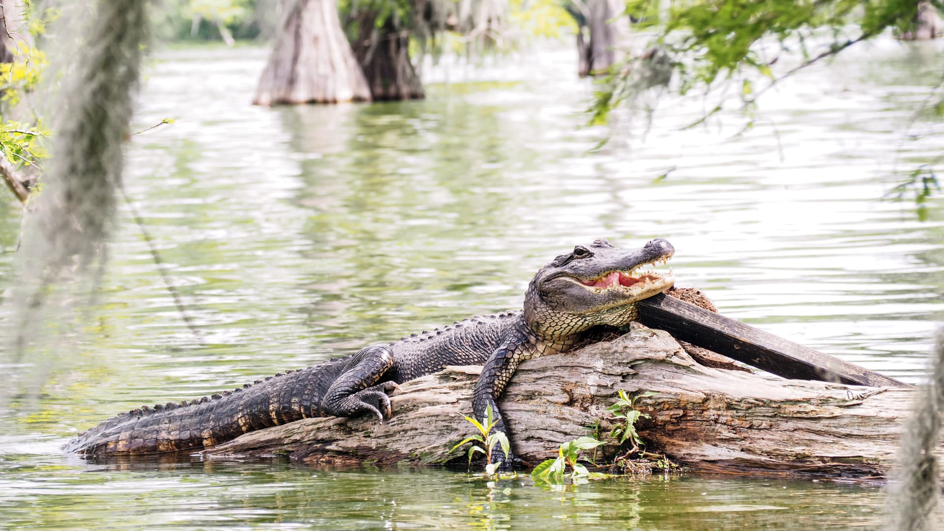 Go City New Orleans All-Inclusive Pass: Save up to 50% on Attractions - تصویر 15