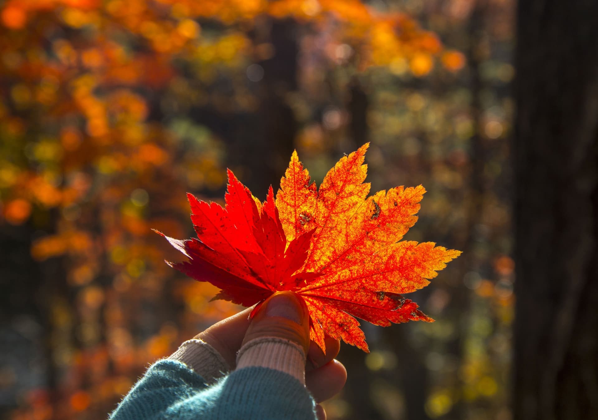 Mt. Seorak National Park Autumn Foliage One Day Tour from Seoul - تصویر 6