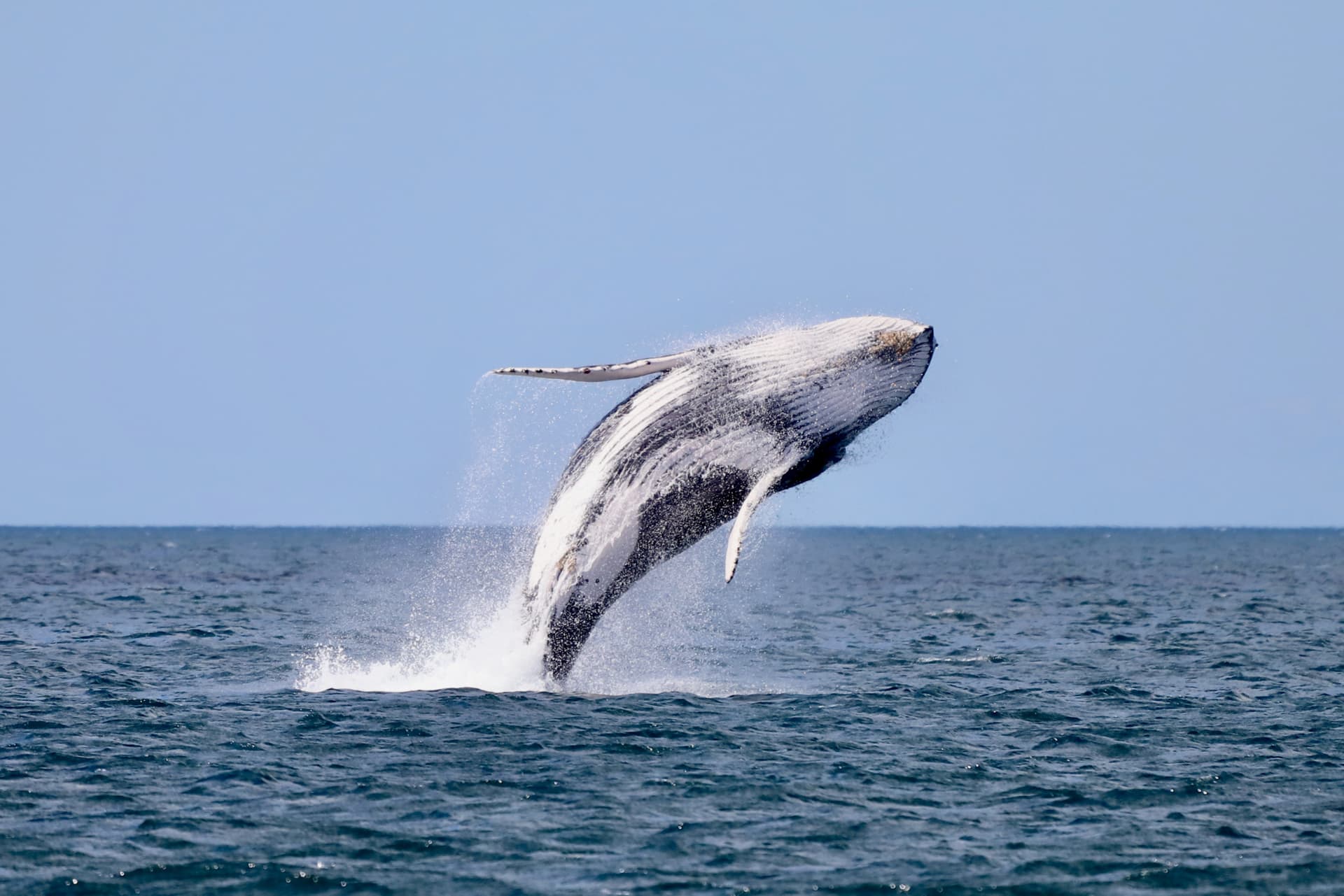 Newcastle Whale Watching Cruise aboard CoastXP - تصویر 6