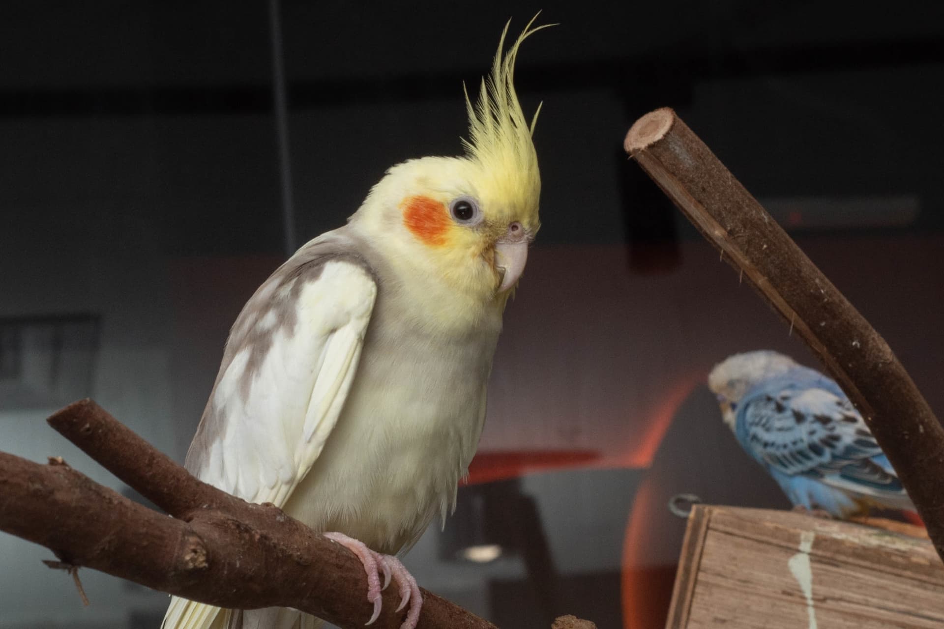 Just Farm Indoor Zoo Kuala Lumpur  (Previously Known As Just Pets Megastore) - تصویر 16