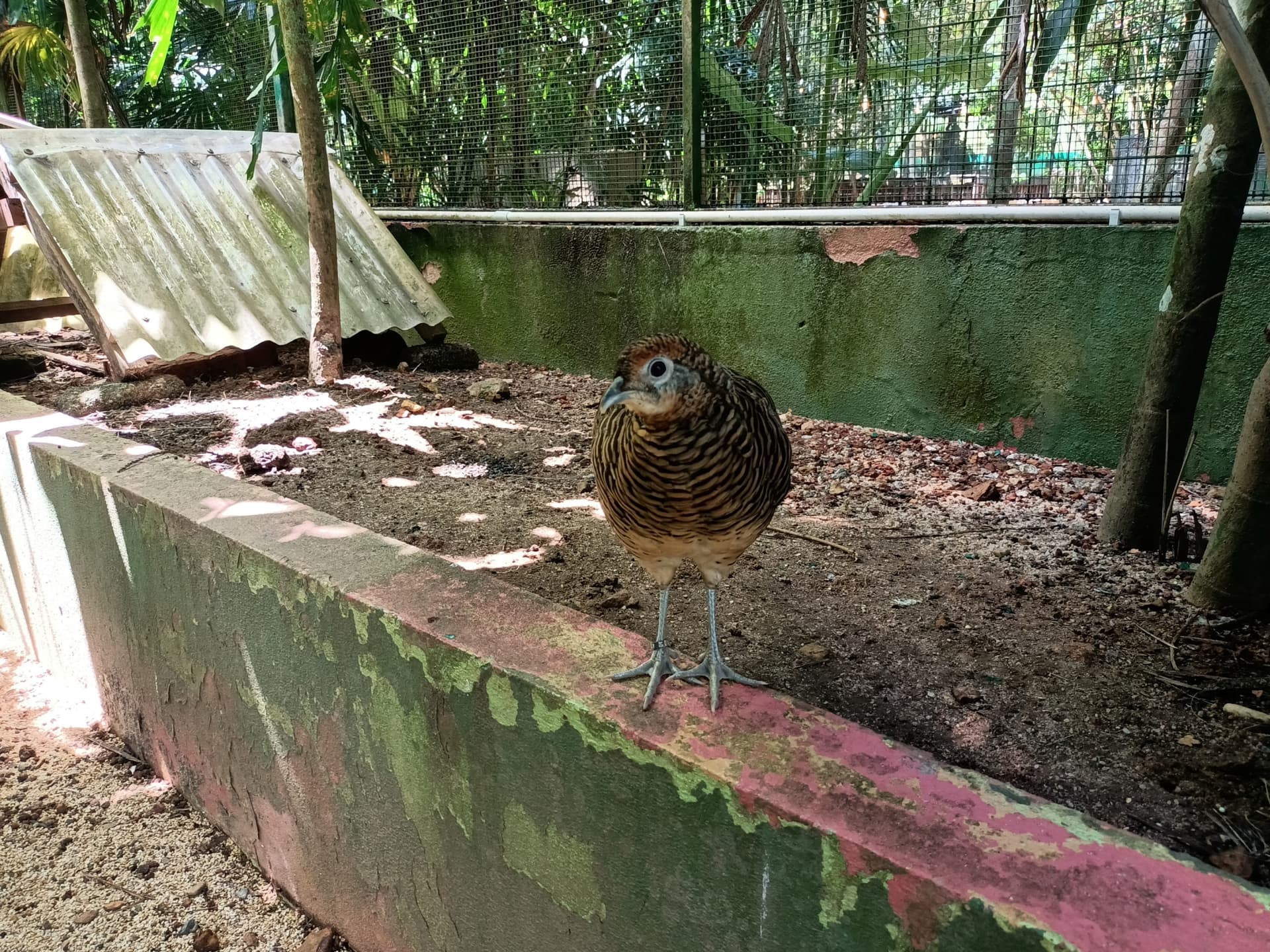 Langkawi Wildlife Park - تصویر 11