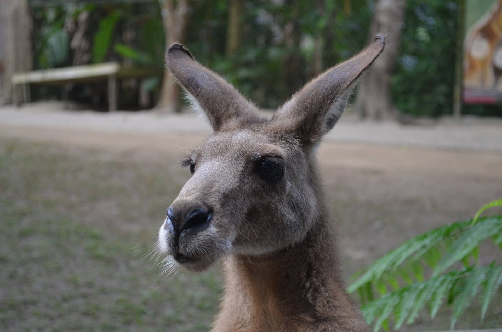 Kuranda Koala Gardens - تصویر 2