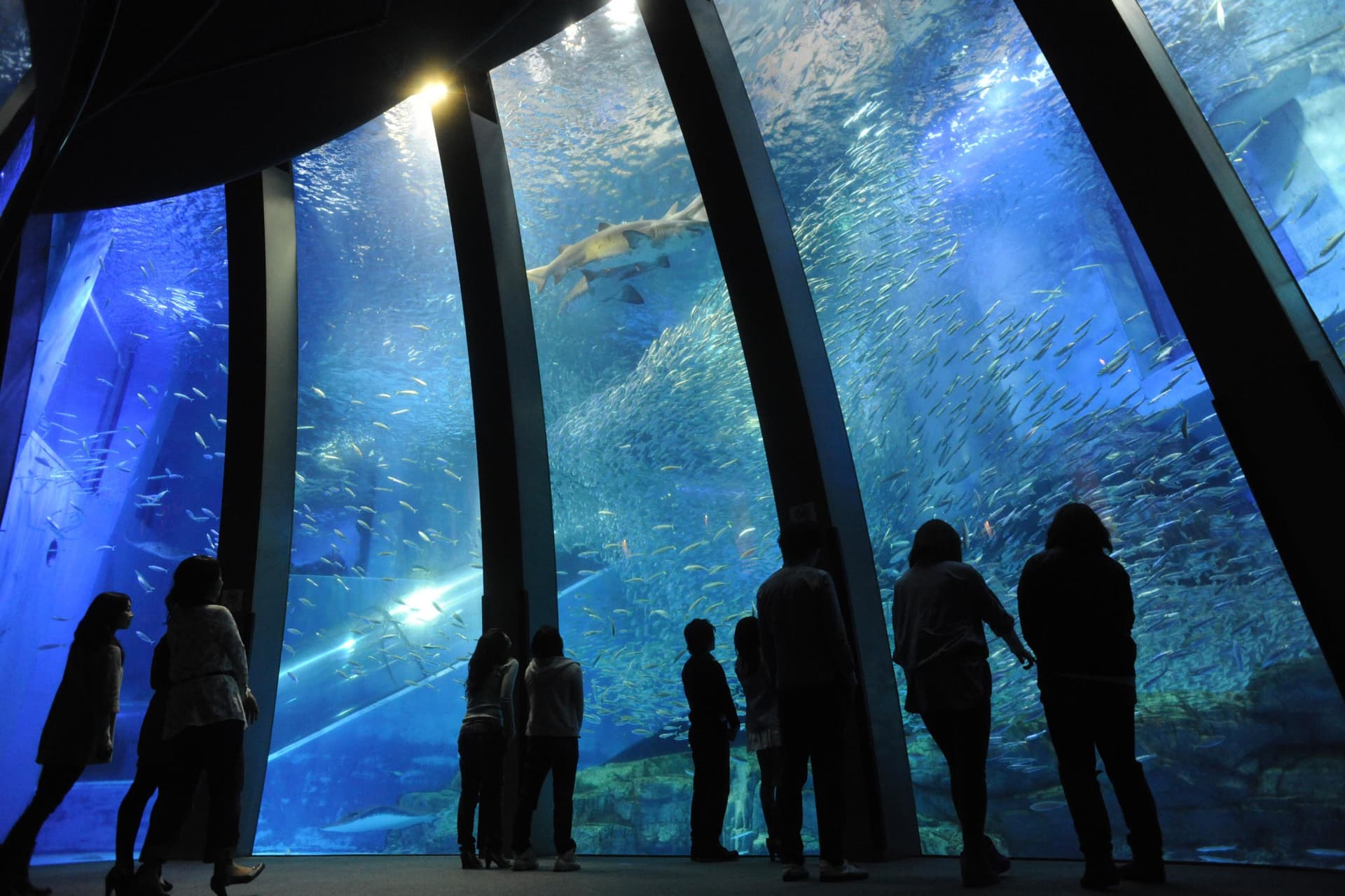 Yokohama Hakkeijima Sea Paradise Ticket - تصویر 2