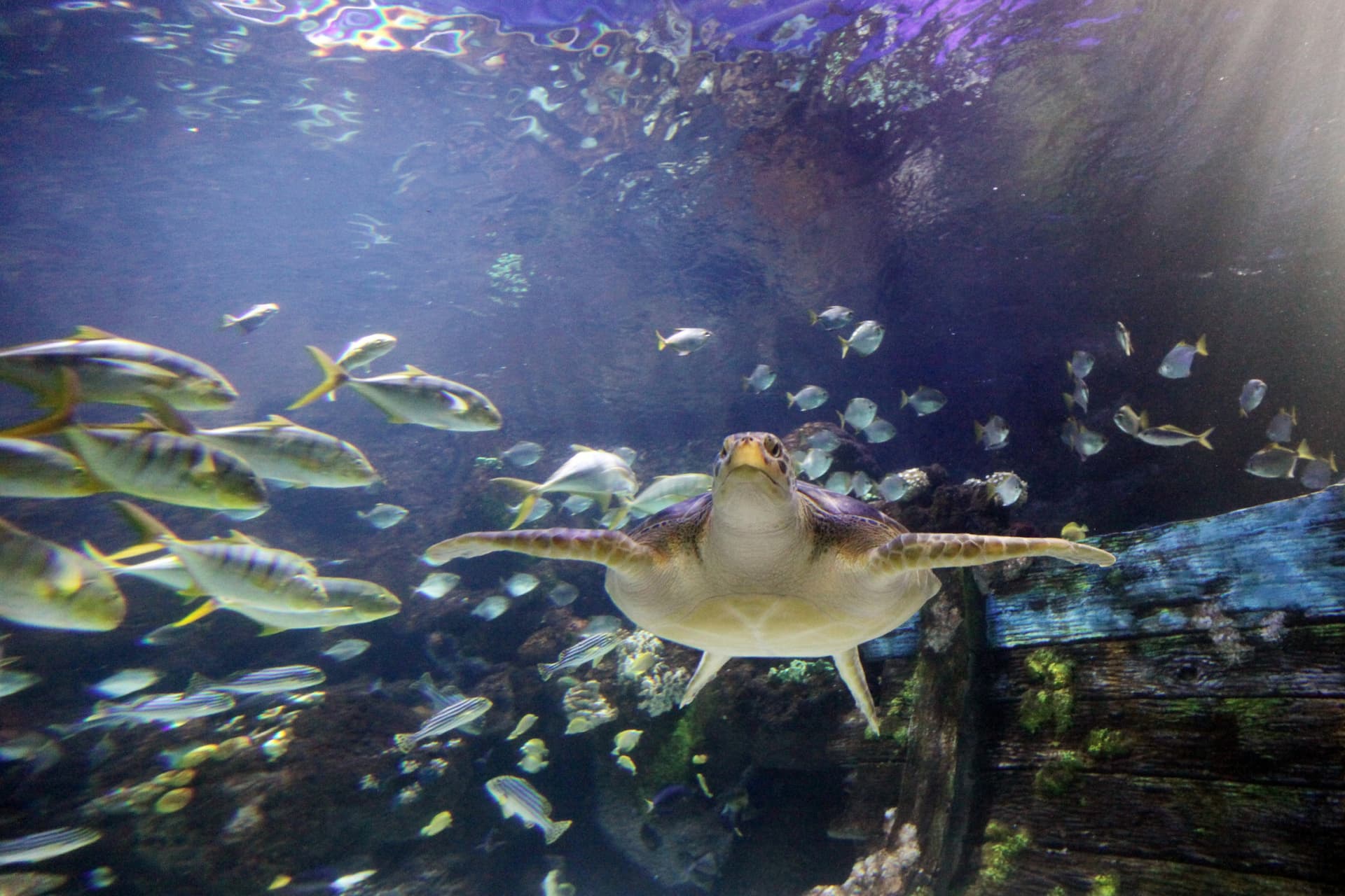 SEA LIFE Timmendorfer Strand Aquarium Ticket - تصویر 8