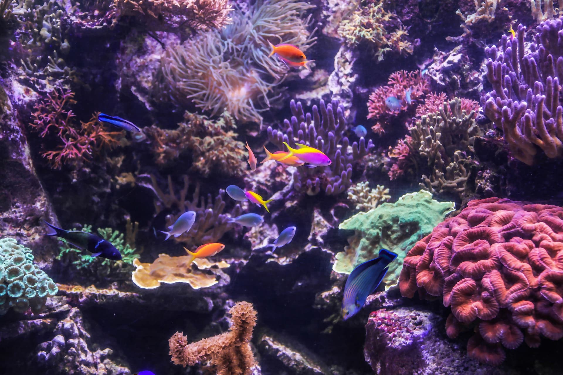 SEA LIFE Hannover Aquarium Ticket - تصویر 7