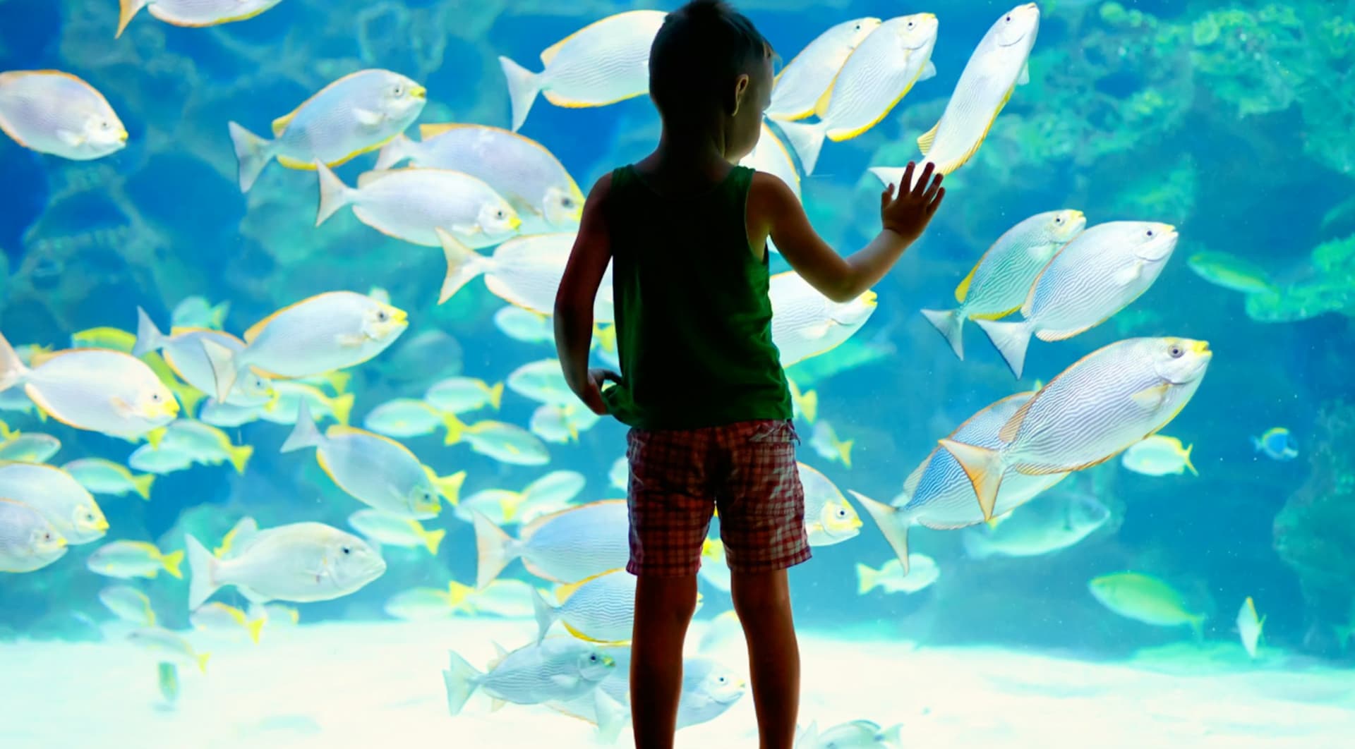 Lanzarote Aquarium Ticket - تصویر 4