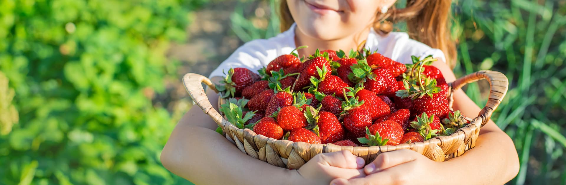 Strawberry Picking, Vivaldi Park, and Eobi Ice Valley Full-Day Tour from Seoul - تصویر 4