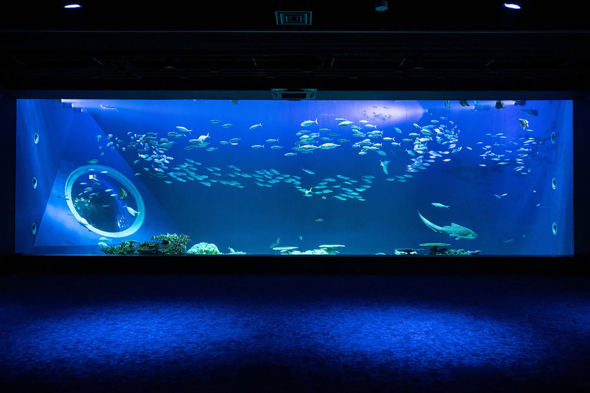 Okinawa DMM Kariyushi Aquarium - تصویر 3