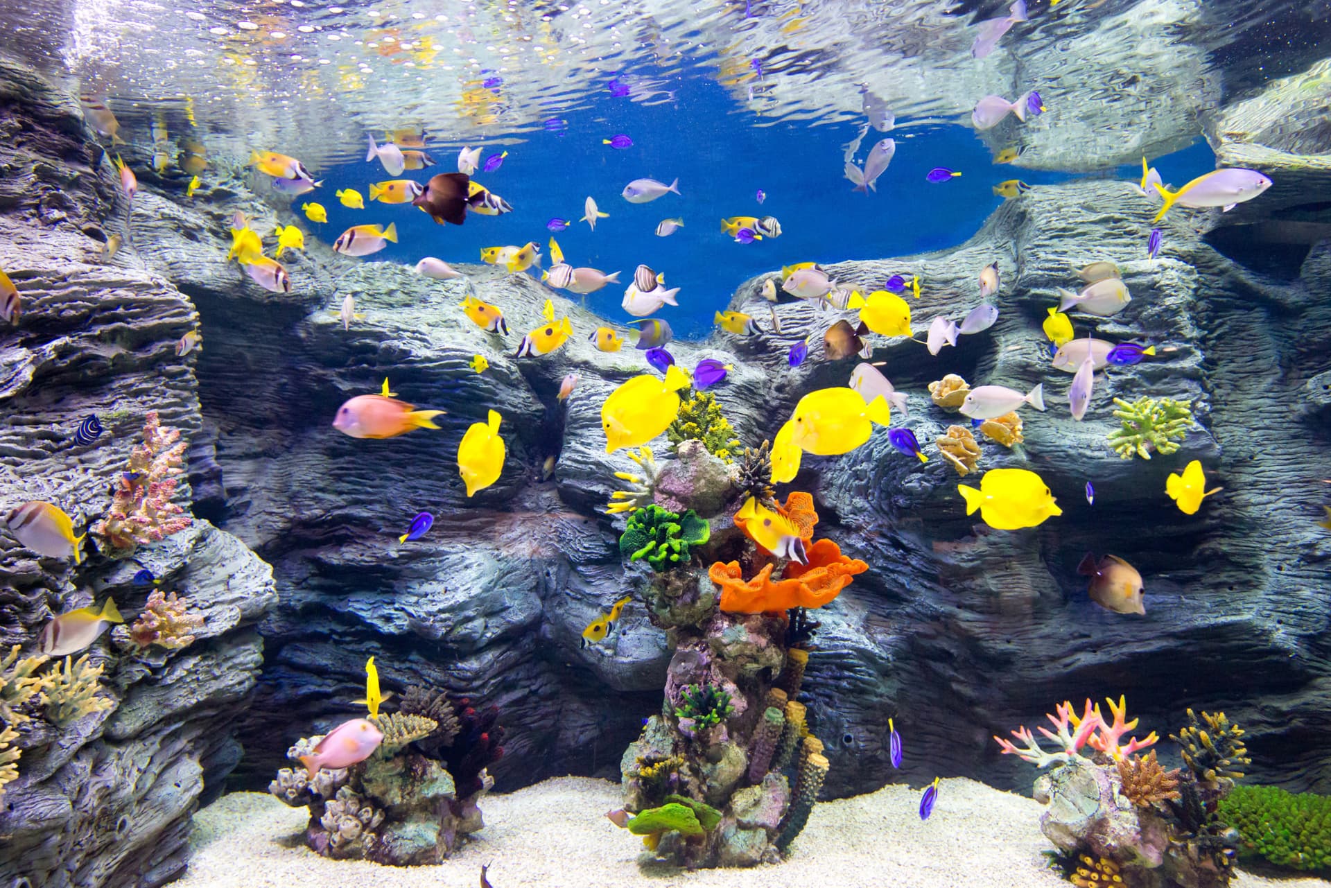 COMBO: Lotte World Adventure Seoul + Lotte World Aquarium + Seoul Sky Observatory Tickets - تصویر 9