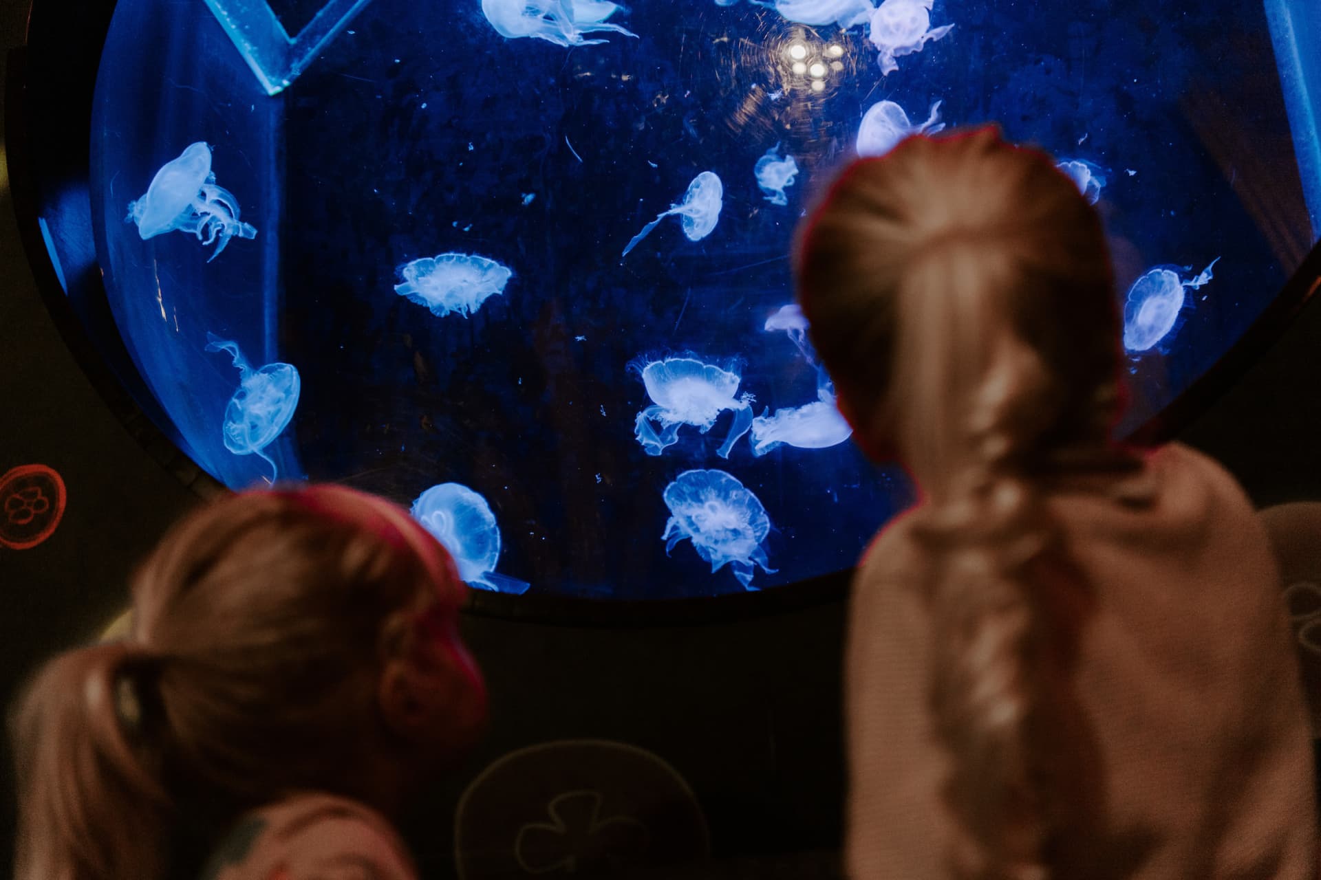 SEA LIFE Brighton Ticket - تصویر 2