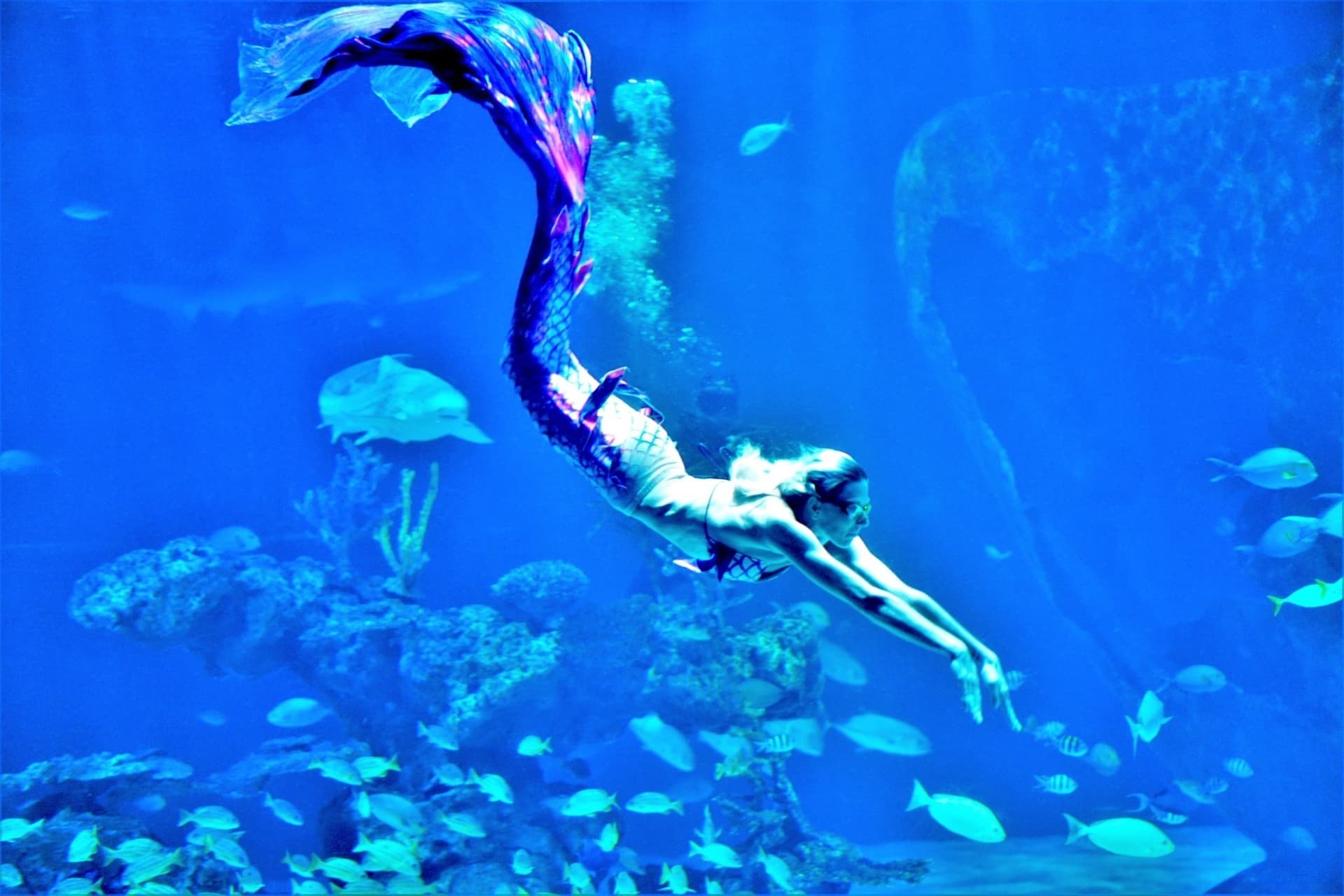 Aquaria Phuket - تصویر 18