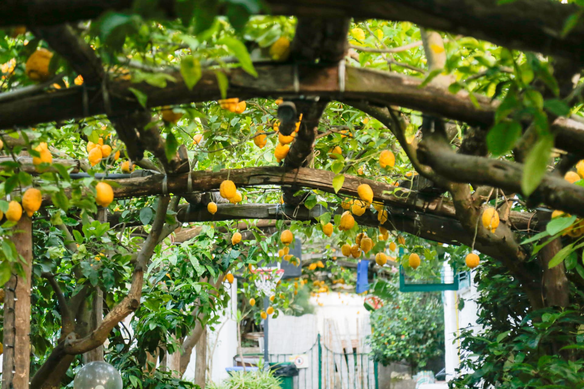 Guided Morning Walking Tour of Sorrento - تصویر 5