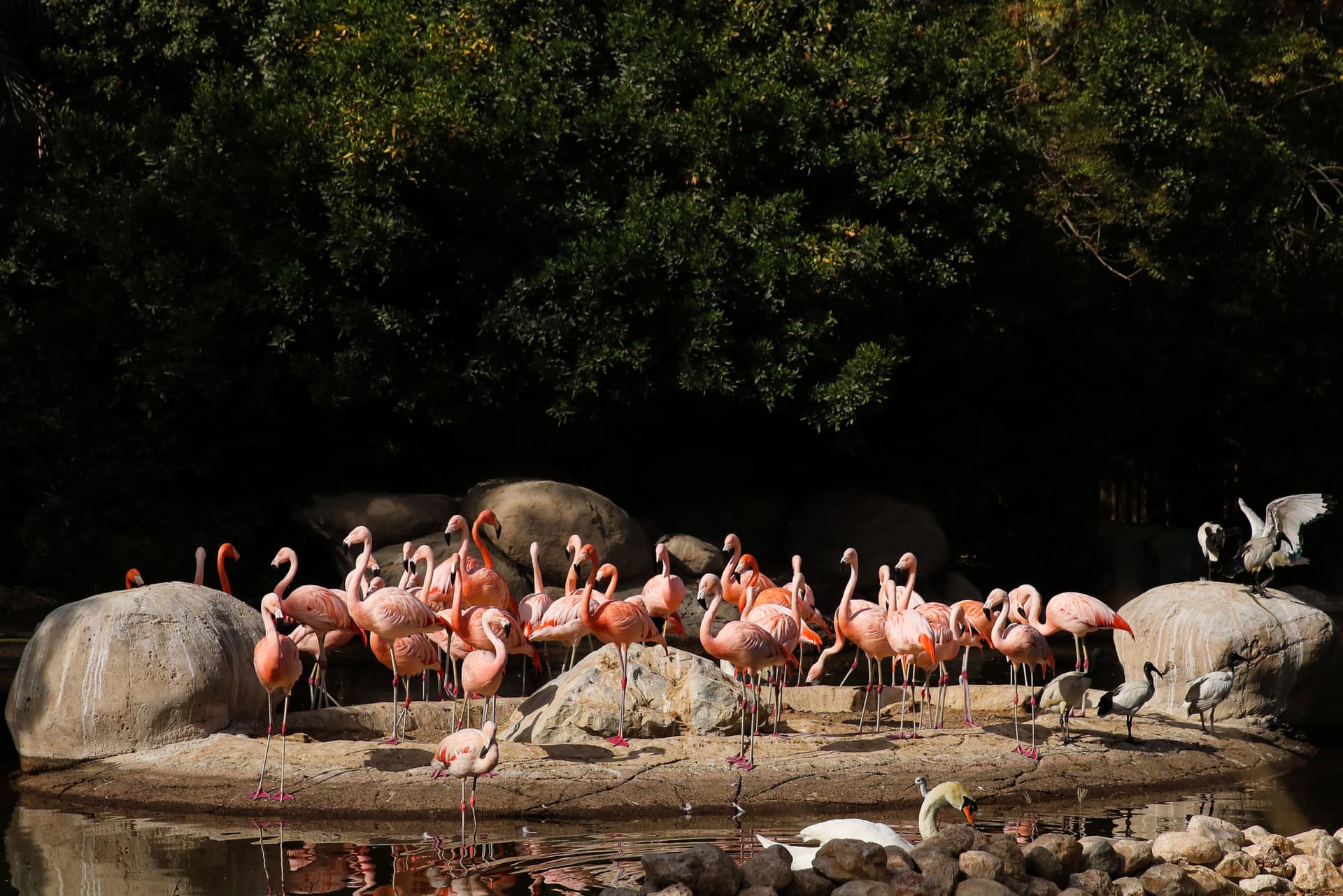 Al Ain Zoo Abu Dhabi Ticket - تصویر 2