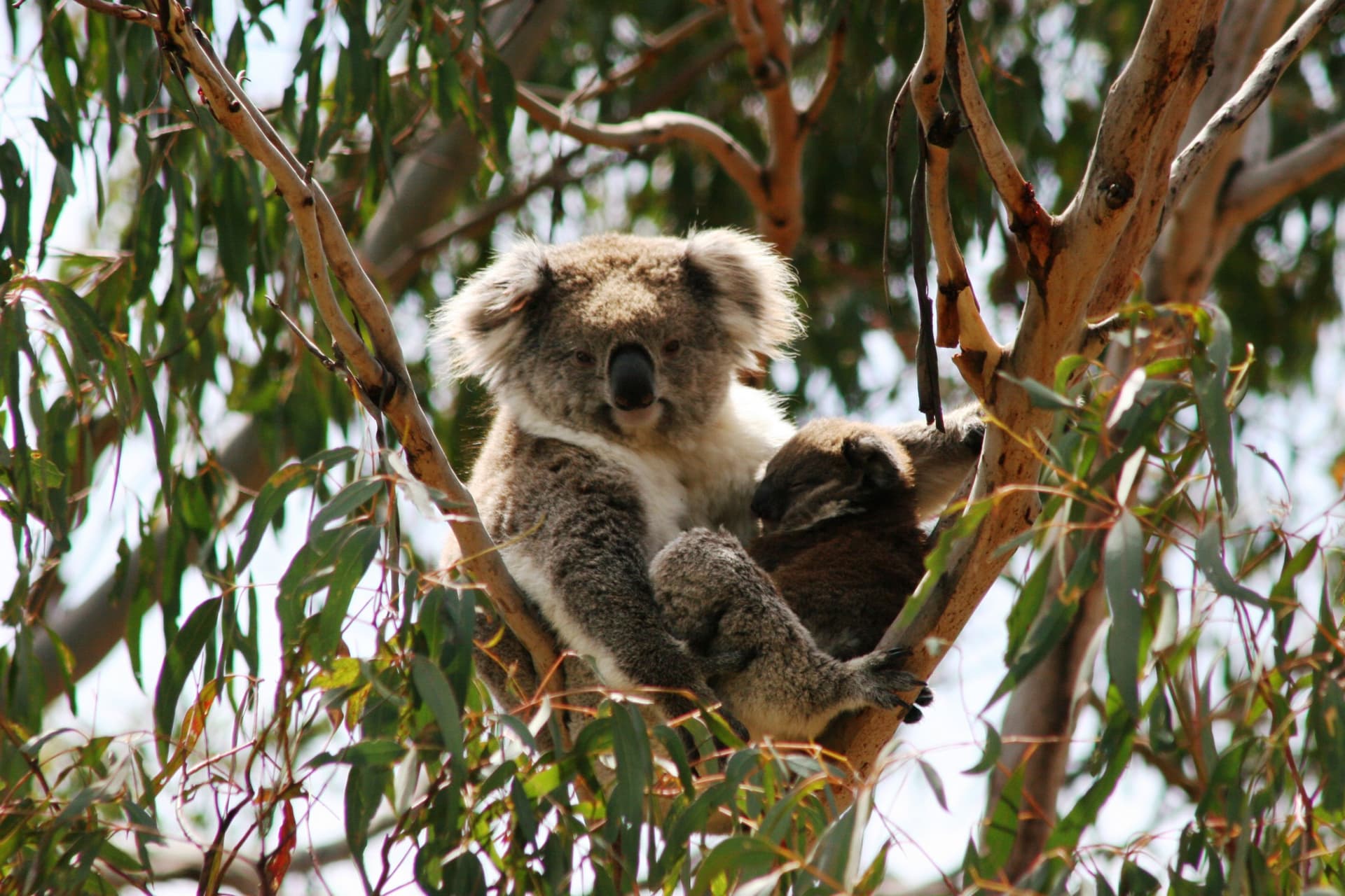 Phillip Island Nature Parks - Koala Conservation Reserve Ticket - تصویر اصلی