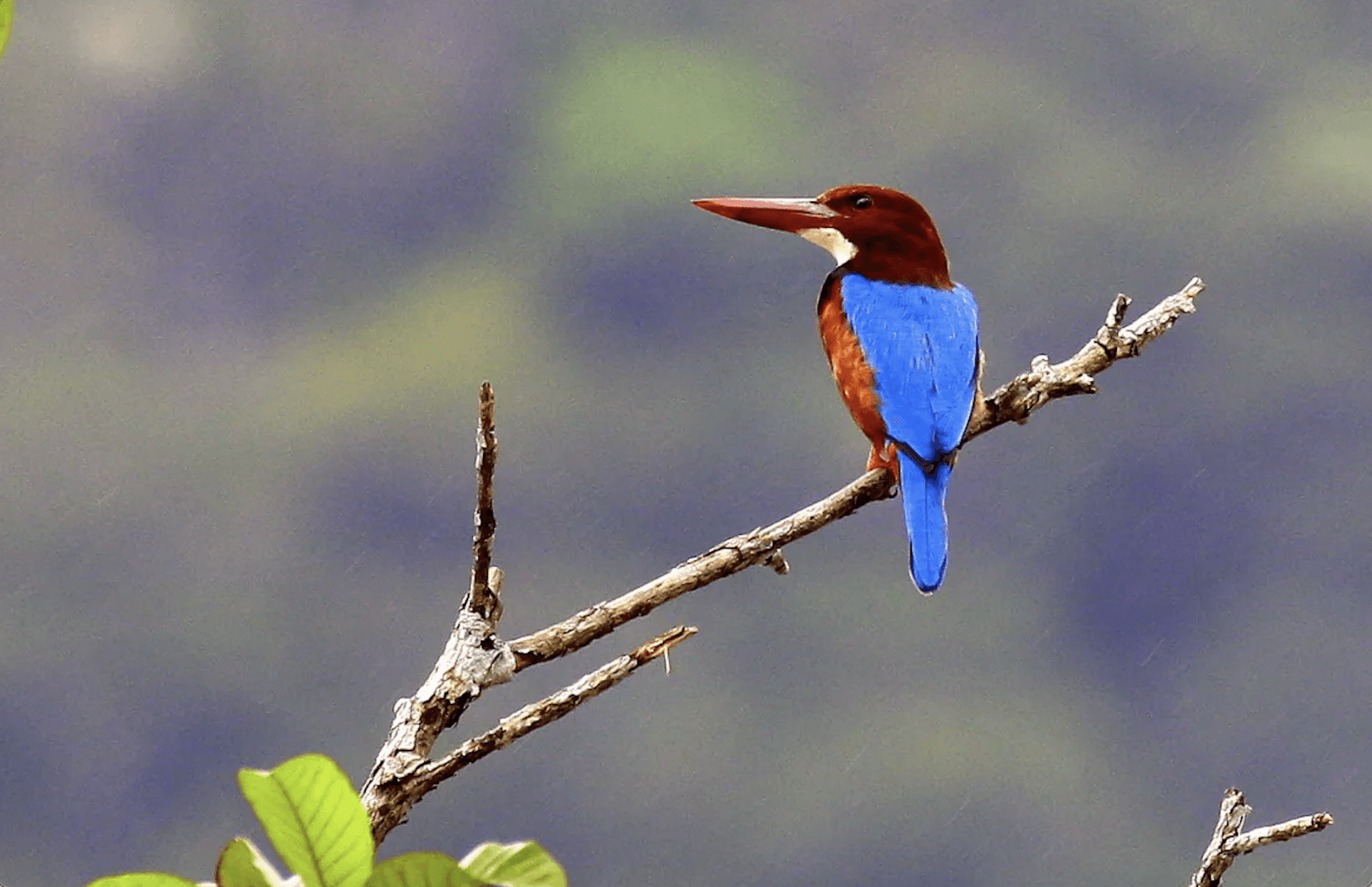 Desaru Coast Birdwatching Experience - تصویر 5